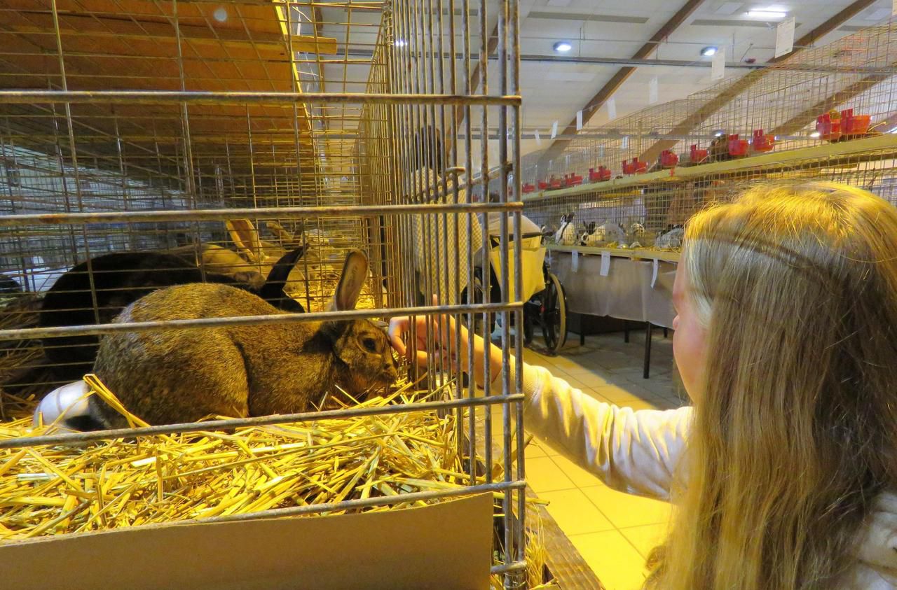 <b></b> Illustration. Les petites bêtes de la ferme vont faire le bonheur des enfants. 