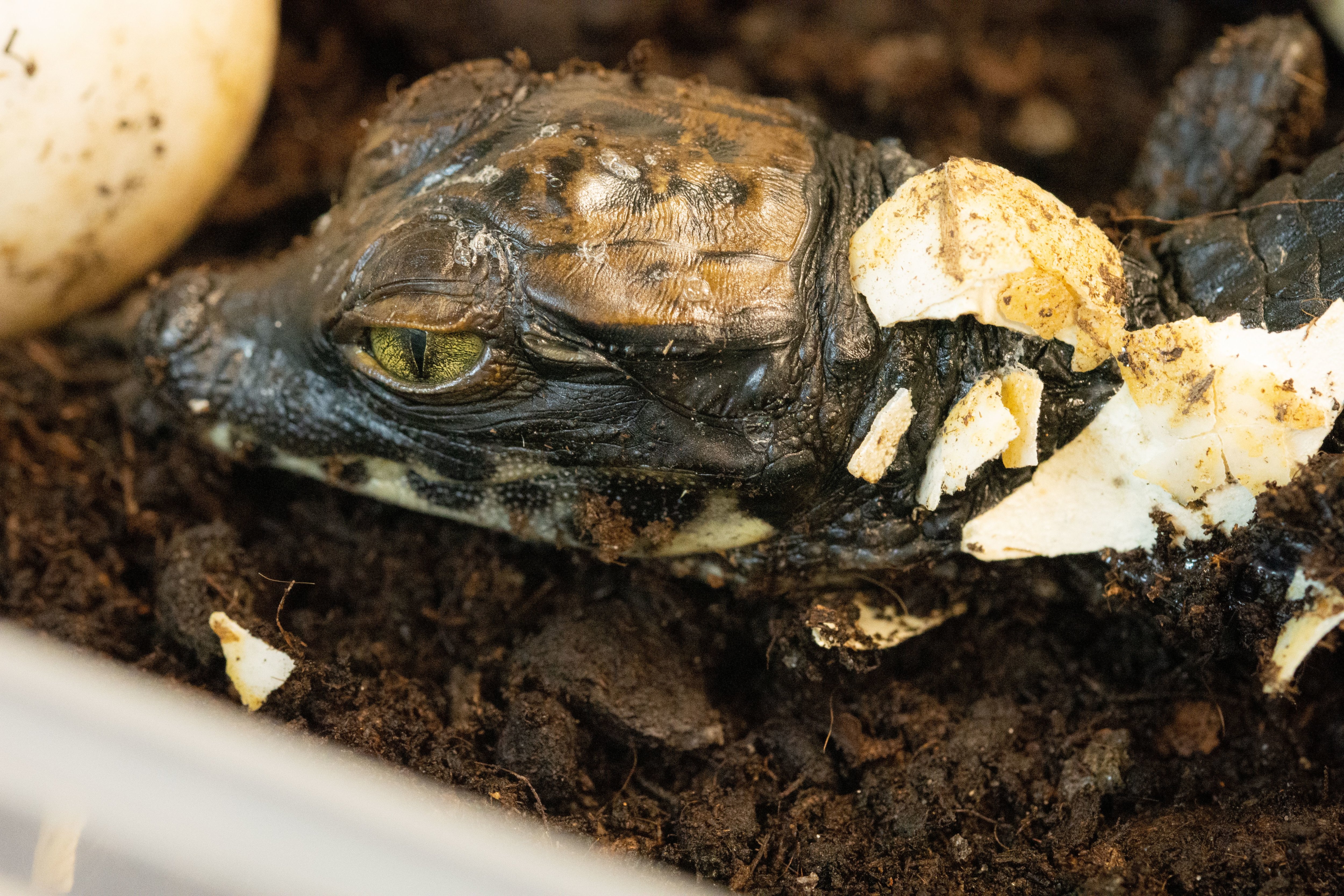 «C’est la première fois que notre couple de crocodiles nains a des descendants», se félicite le zoo de Thoiry (Yvelines). Les petits ne mesurent actuellement qu’une quinzaine de centimètres pour quelques dizaines de grammes. / Zoo Safari de Thoiry