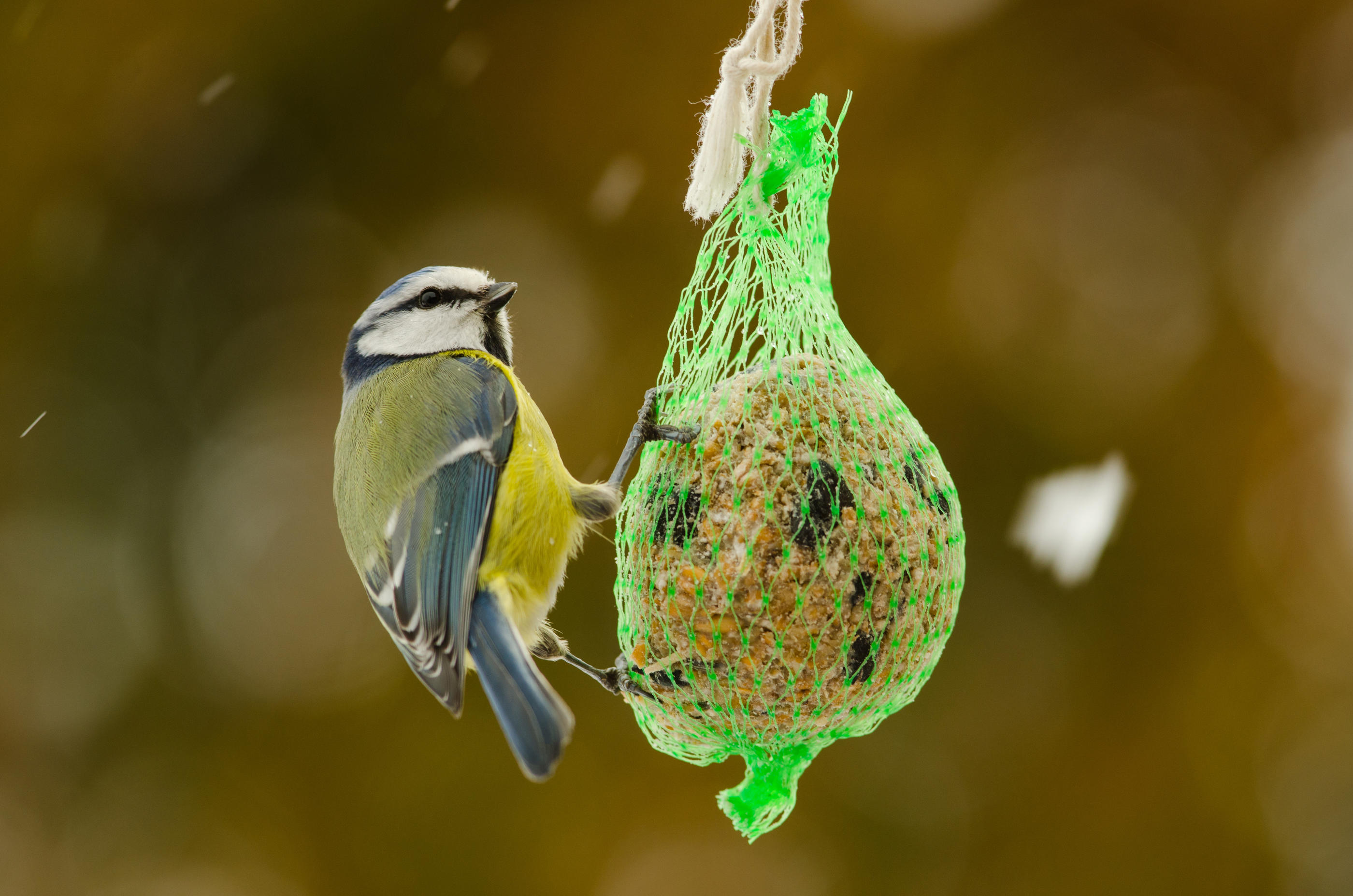 6 Boules de graisse en filet pour oiseaux du jardin - Pour chaque