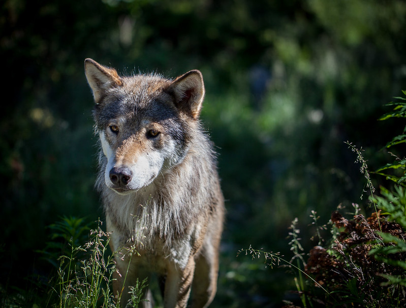 -Pourquoi l'Homme a domestiqué le loup, créant le chien