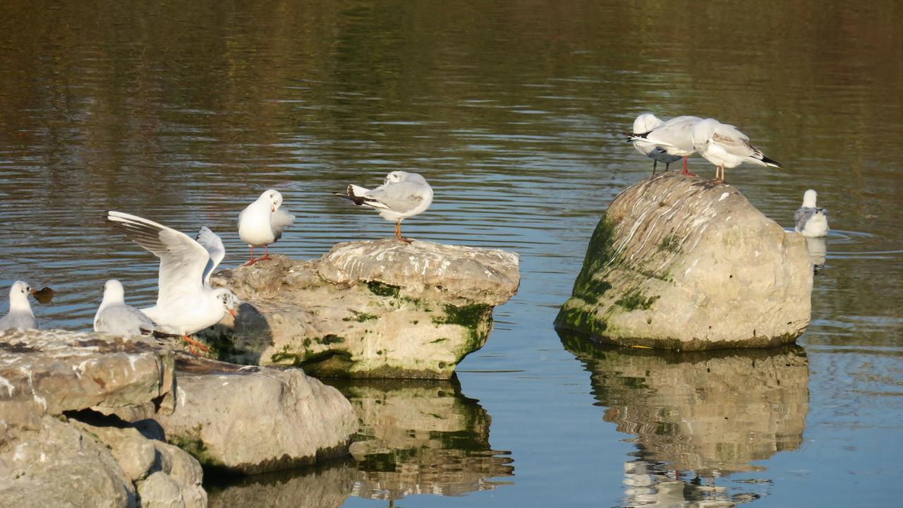 Gennevilliers. Aujourd'hui touché par l'influenza aviaire, le parc départemental des Chanteraines est un haut lieu de l’observation des oiseaux. LP/O.B.