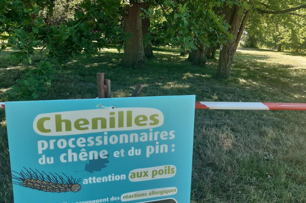<b></b> Chennevières. Une partie du parc des Bordes reste fermée à cause de la prolifération des chenilles urticantes. 