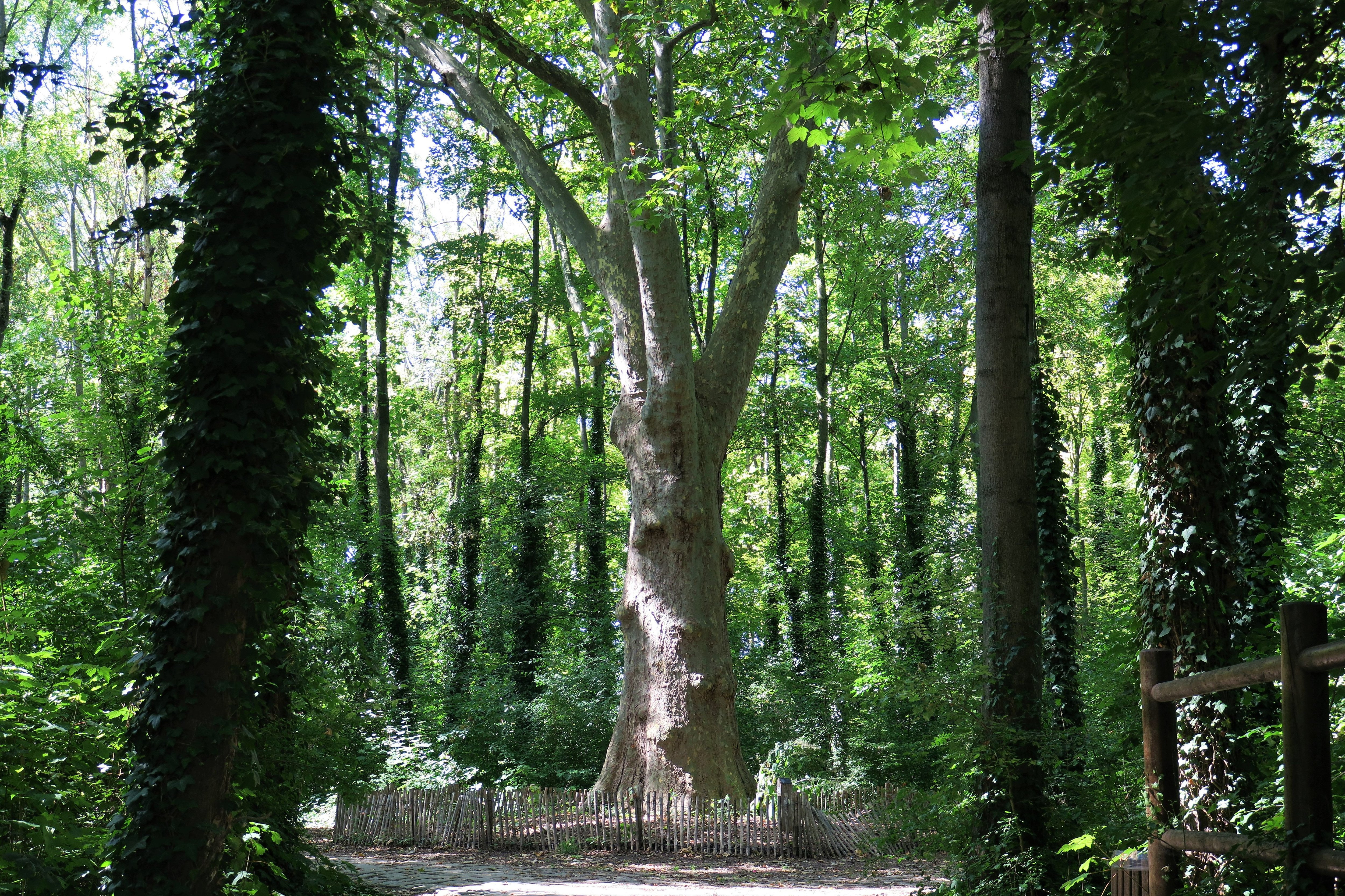 Saint-Denis, le 22 août. Dans le parc de la Légion-d'Honneur, ce vieux et grand platane fait partie des arbres remarquables connus et répertoriés sur le territoire de Plaine Commune. LP/Claire Guédon