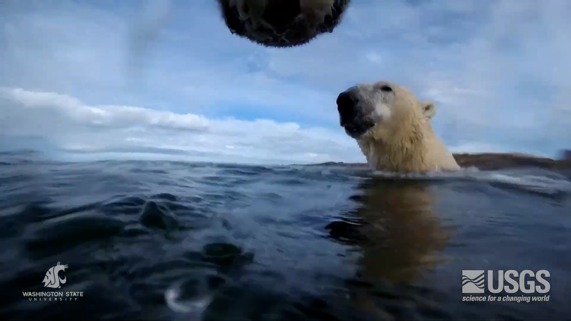 Les ours polaires passent de plus en temps de temps sur terre, ce qui risque d'avoir des effets sur leur poids.