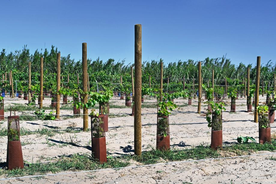 Au Domaine de Vassal, entre l’étang de Thau (Hérault) et la Méditerranée, les vignes sont plantées dans le sable afin de bloquer la prolifération des maladies. Alexandra Frankewitz