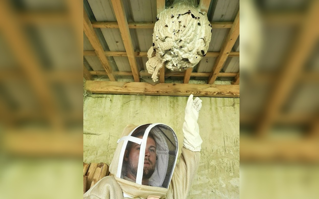 Jouars-Pontchartrain (Yvelines), au mois d'octobre. Apiculteur spécialisé dans la régulation d'insectes nuisibles, Jérémy Thomas n'a «jamais vu» autant de nids que cette année. DGF 78