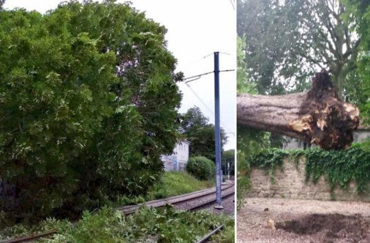 <b></b> Un arbre est tombé sur les voies du T2 à Saint-Cloud. A gauche l’arbre vu depuis les voies, à droite vu de l’autre côté du muret.