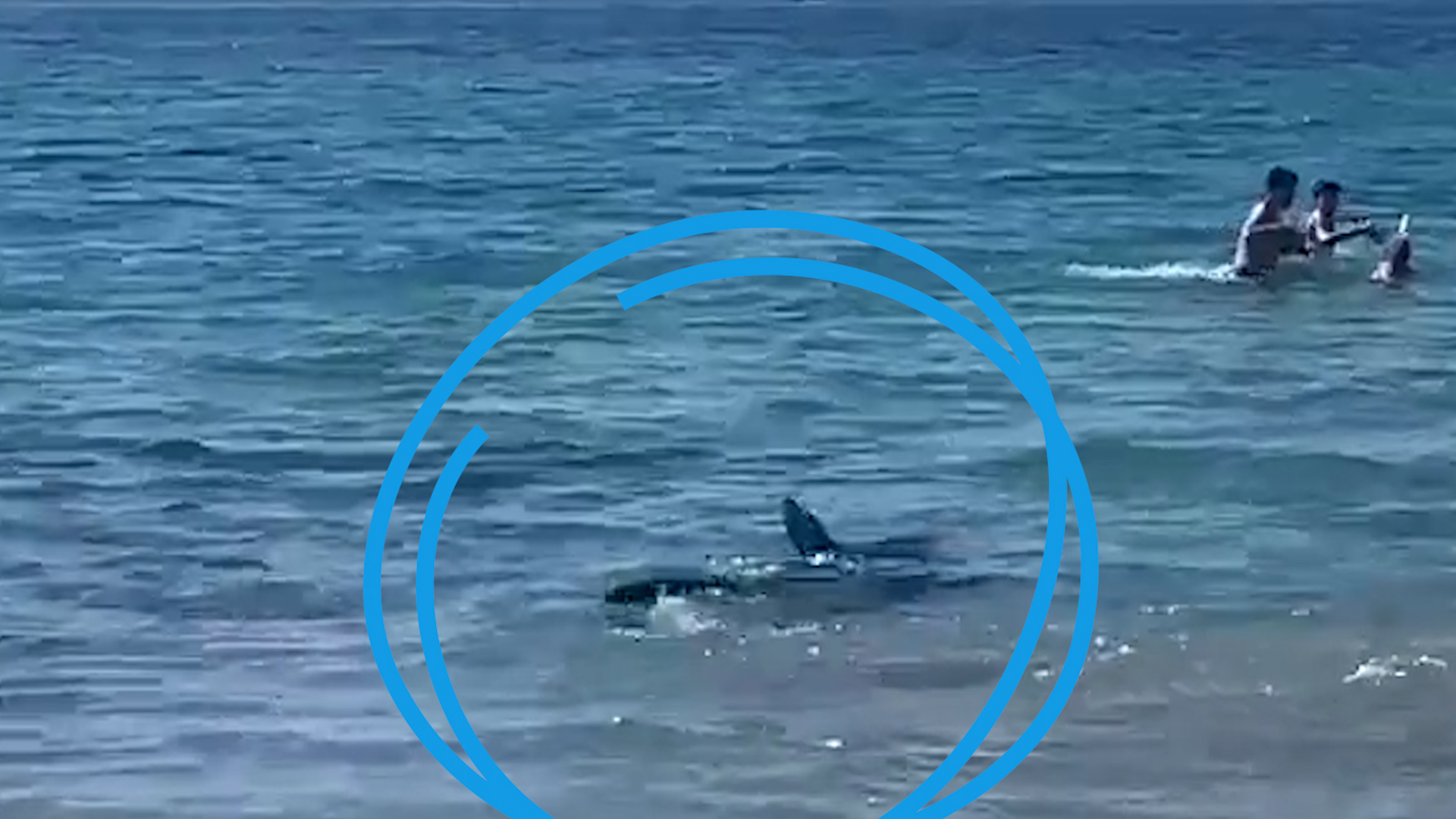 Un requin sème la panique sur une plage des Pyrénées-Orientales