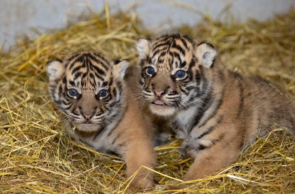 Comment vont s'appeler ces adorables tigreaux ? FACEBOOK/Zoo d'Amiens Métropole