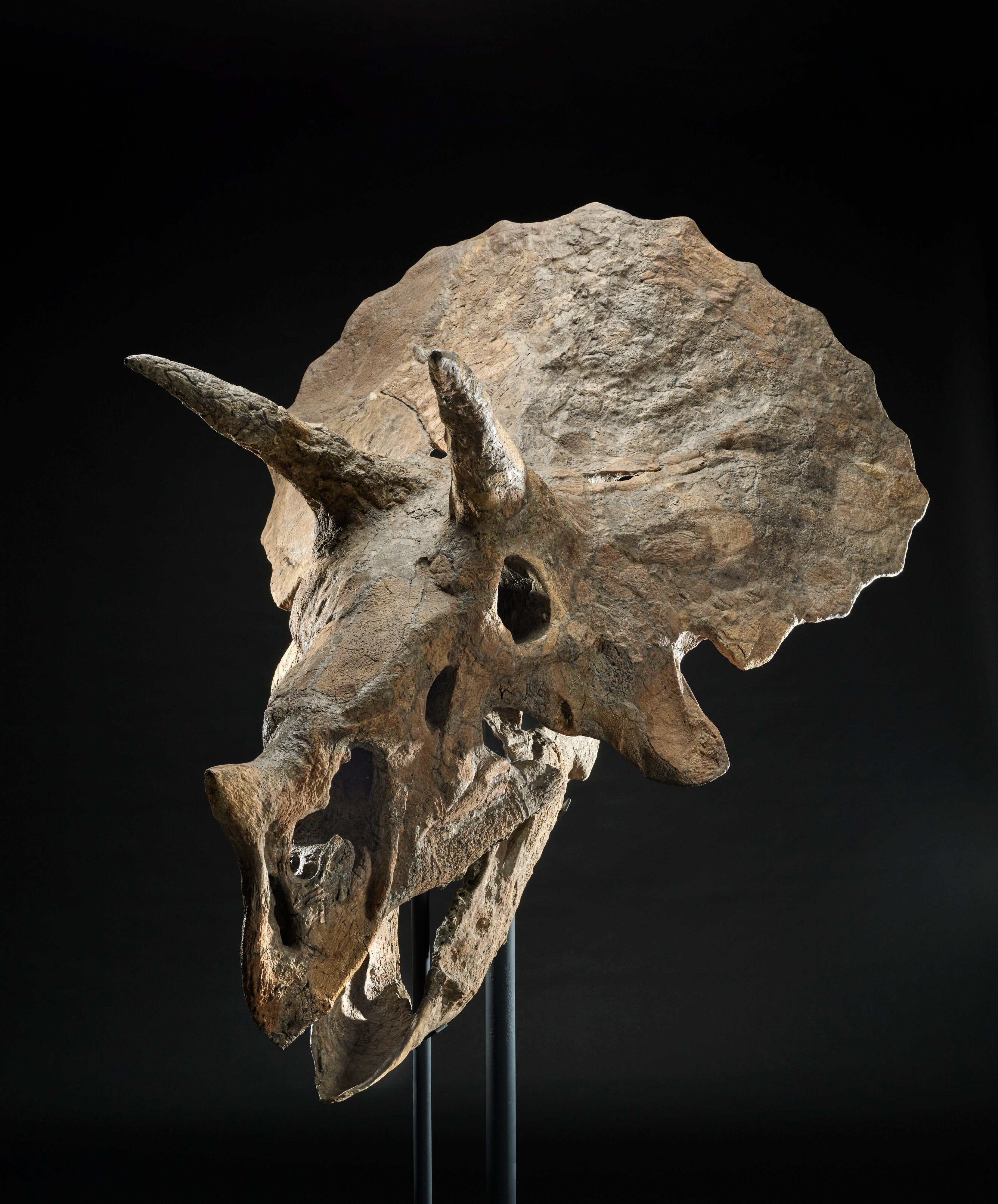 Ce crâne de tricératops appelé Baby Jane a été découvert dans le Dakota du Sud (Etats-Unis) en 1998. Il daterait de 66 millions d'années. Christie's images limited 2023