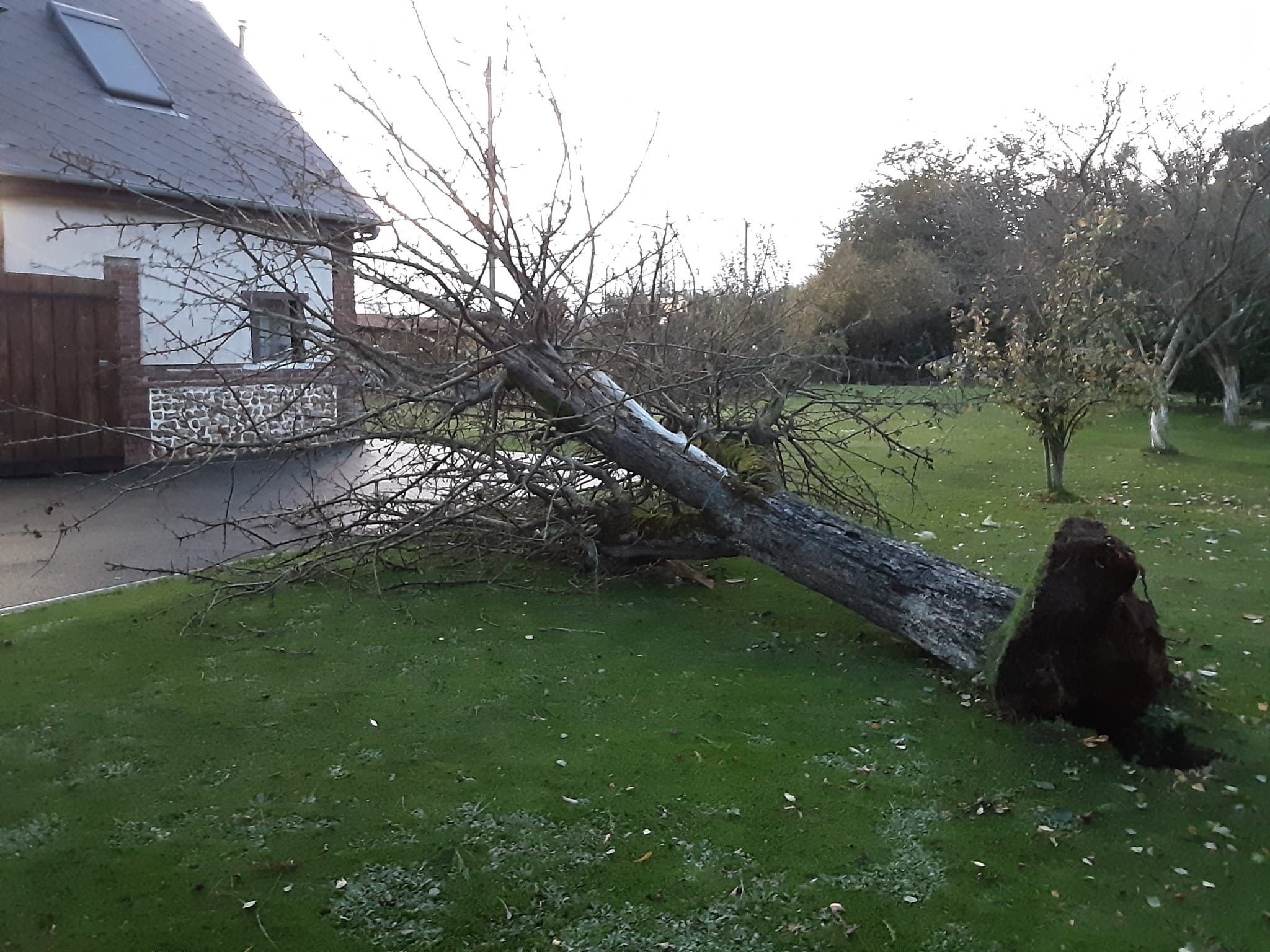 Un arbre déraciné par la tempête Ciaran, ce jeudi matin à Graveron-Sémerville, dans l'Eure. LP