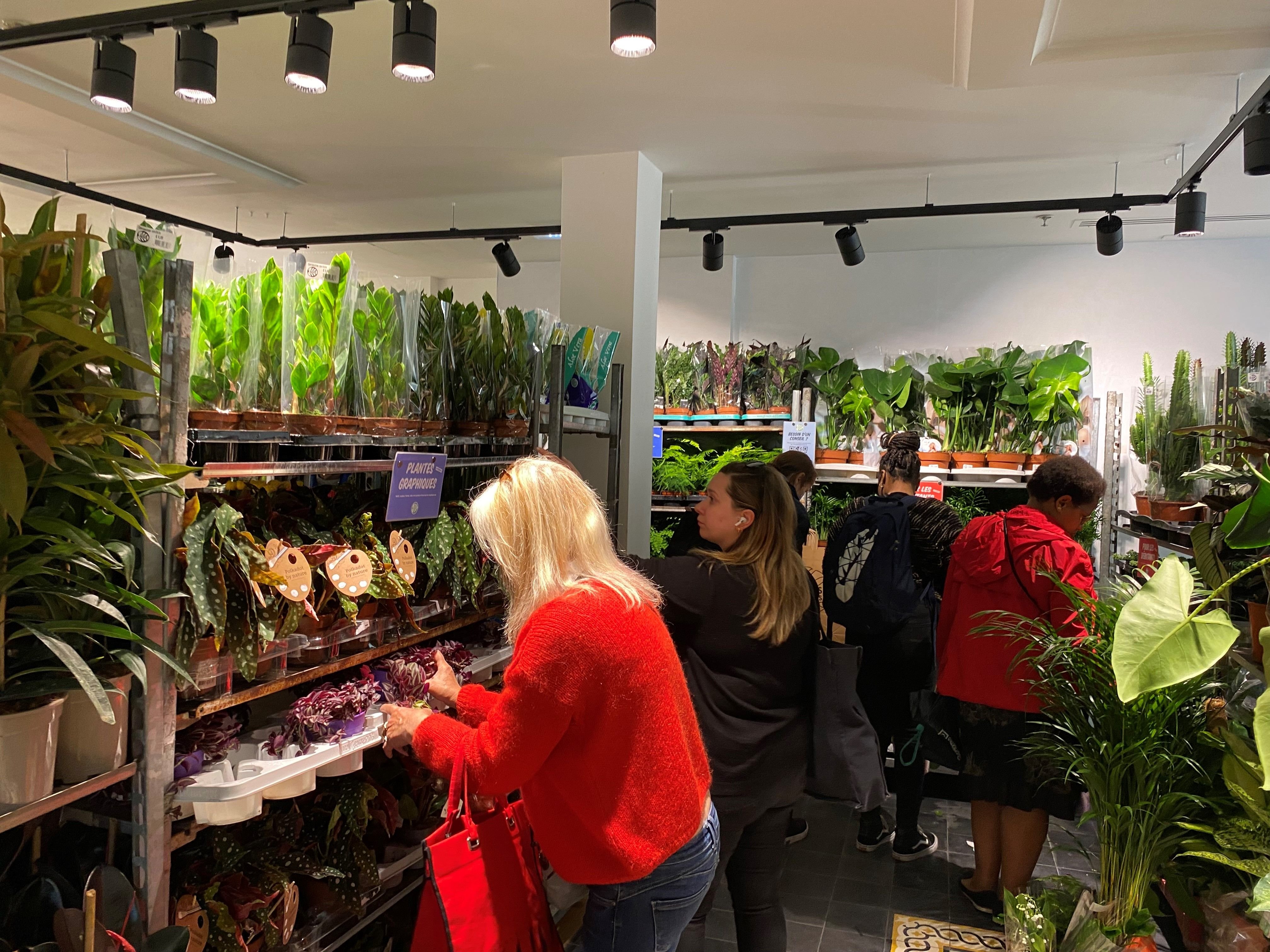 C'est pas cher du tout» : les ventes de plantes éphémères fleurissent en  Île-de-France - Le Parisien