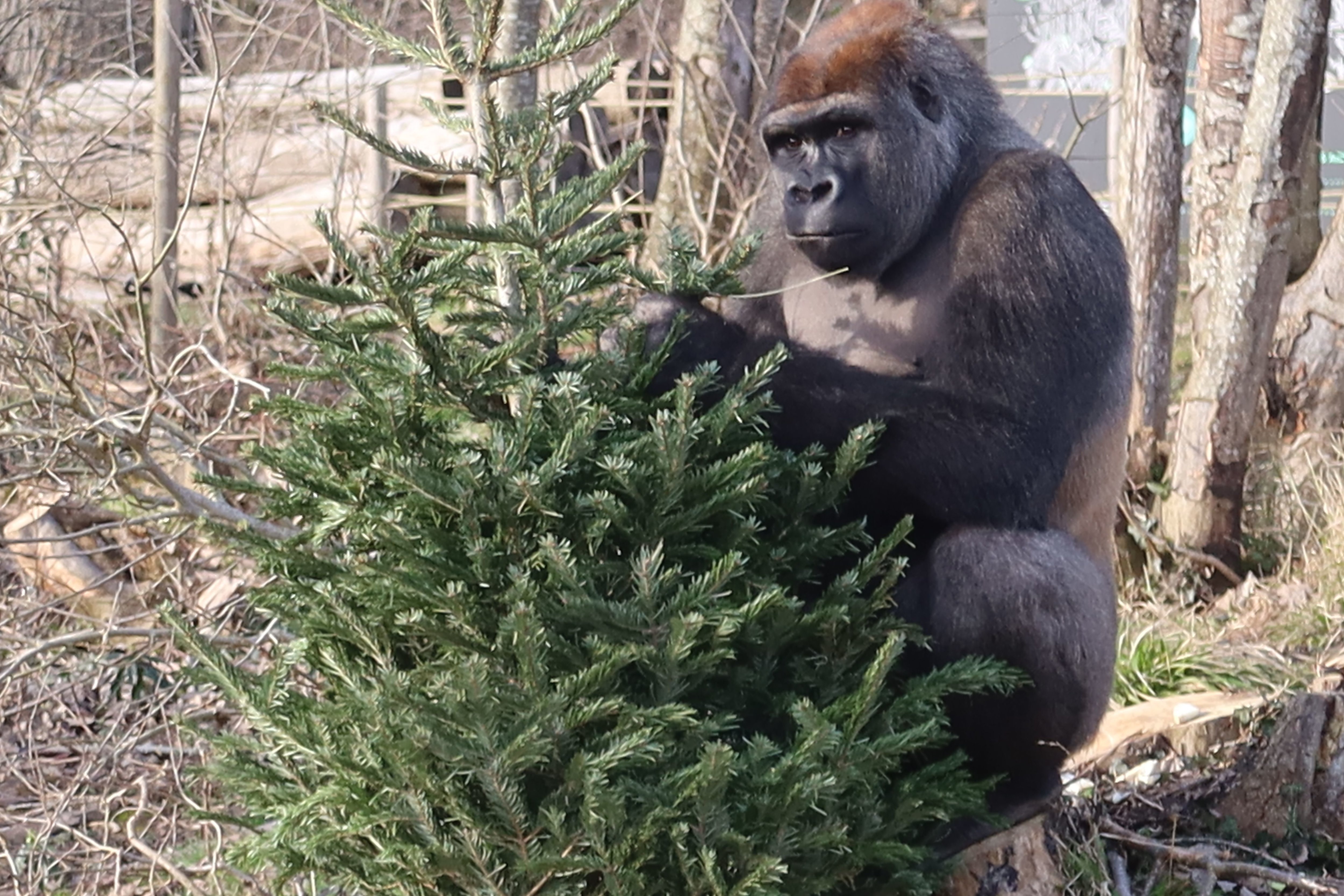 Thoiry, mercredi. Les gorilles s'amusent de la présence de sapins dans leur enclos... même si ce n'est pas forcément visible sur ce cliché. LP/Mehdi Gherdane