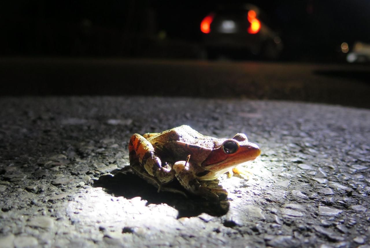 <b></b> L’Isle-Adam. Chaque année, des grenouilles traversent les routes à la nuit tombée pour gagner les points d’eau où elles se reproduisent, comme ici sur le chemin des Trois sources.
