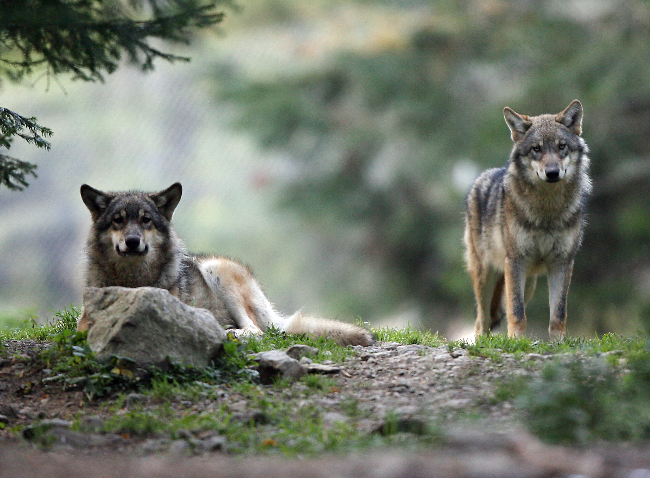 Parmi les revendications des chasseurs : participer au comptage annuel des loups. Il y en aurait 650 en France. (Illustration) AFP/Valery Hache