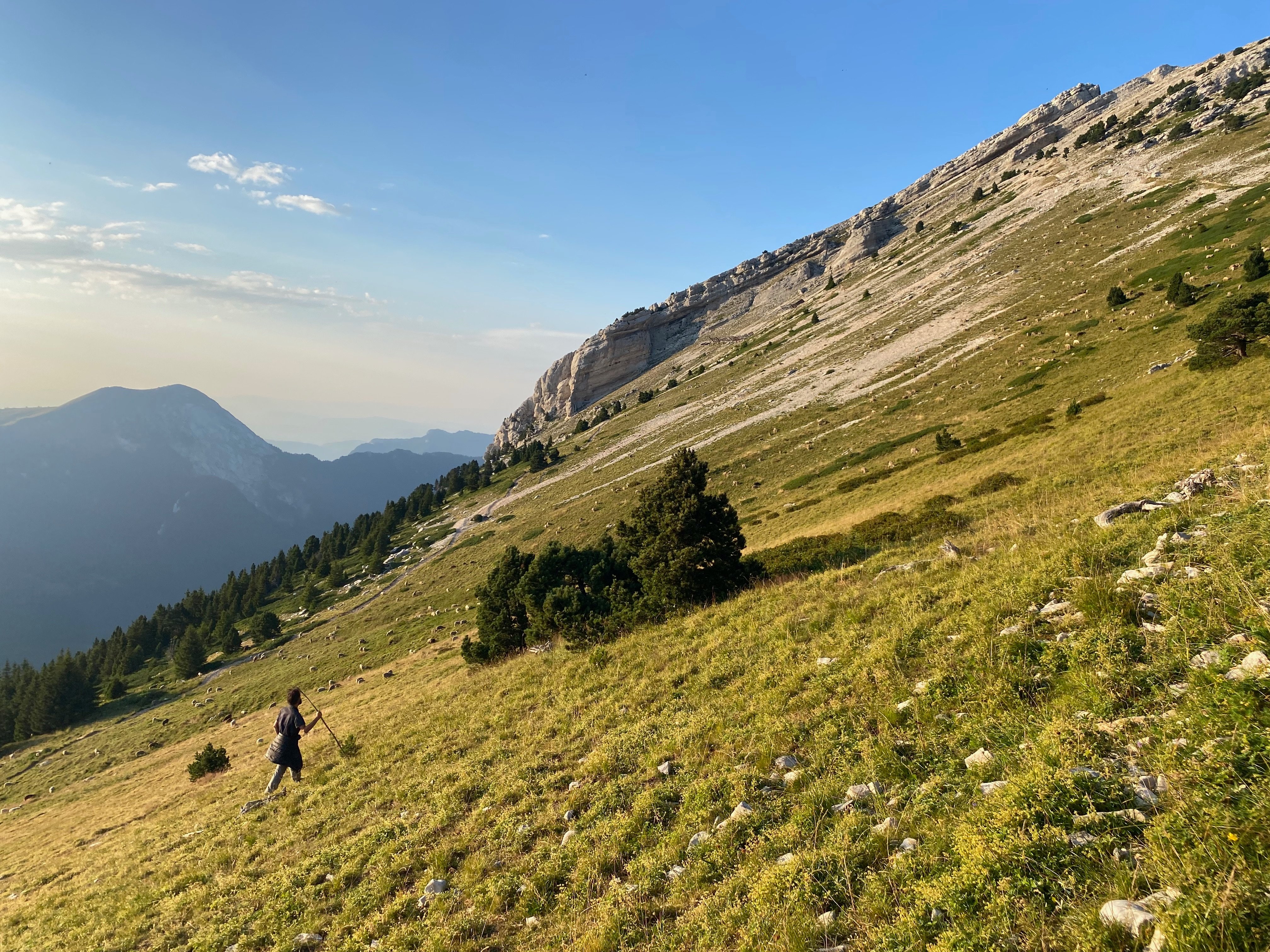 L'alpage de Chamechaude (Isère), ici avec son berger et ses brebis, compte habituellement 600 bêtes en estive. LP/Thomas Pueyo