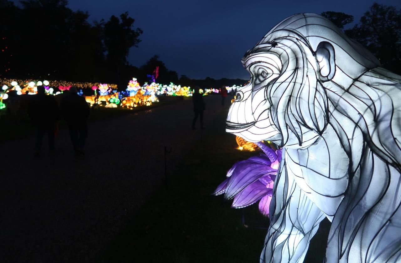 <b></b> L’expo « Thoiry lumières sauvages » au zoo de Thoiry se tiendra jusqu’au 7 mars 2021.