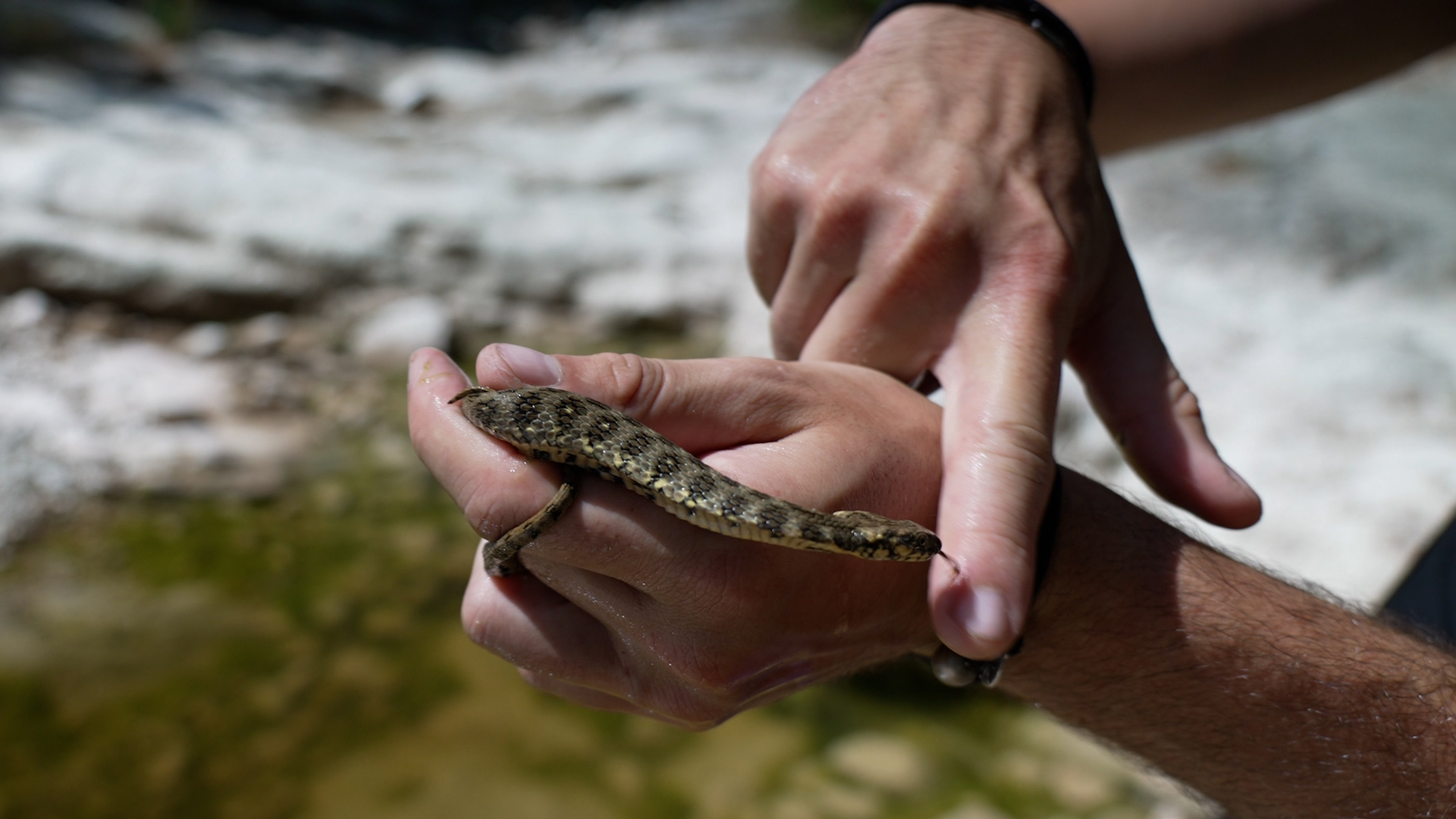 J'ai vu une tête de serpent sortir de mes WC !» - Le Parisien