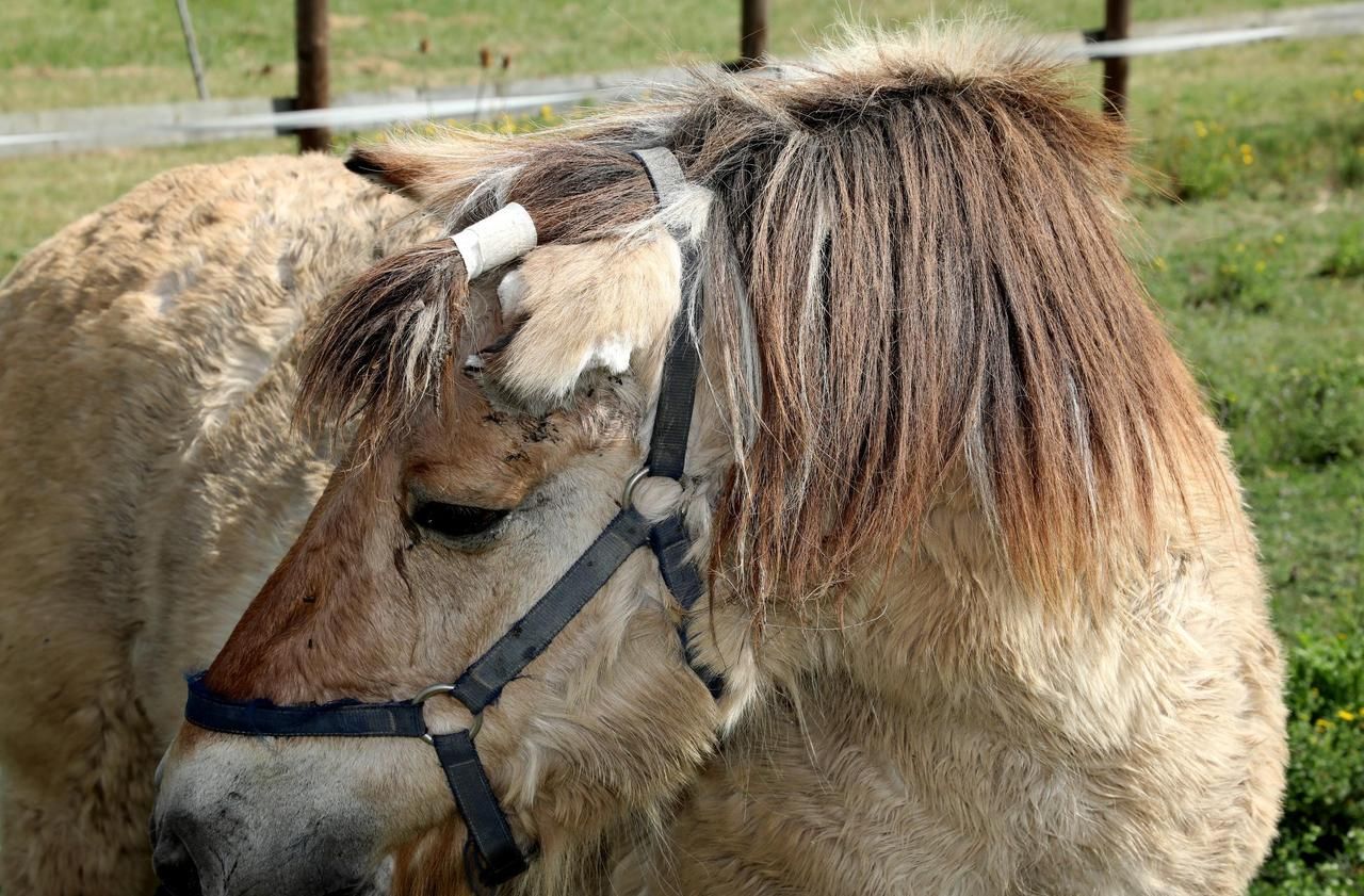 Mutilations de chevaux : l'Ain, théâtre d'une nouvelle agression