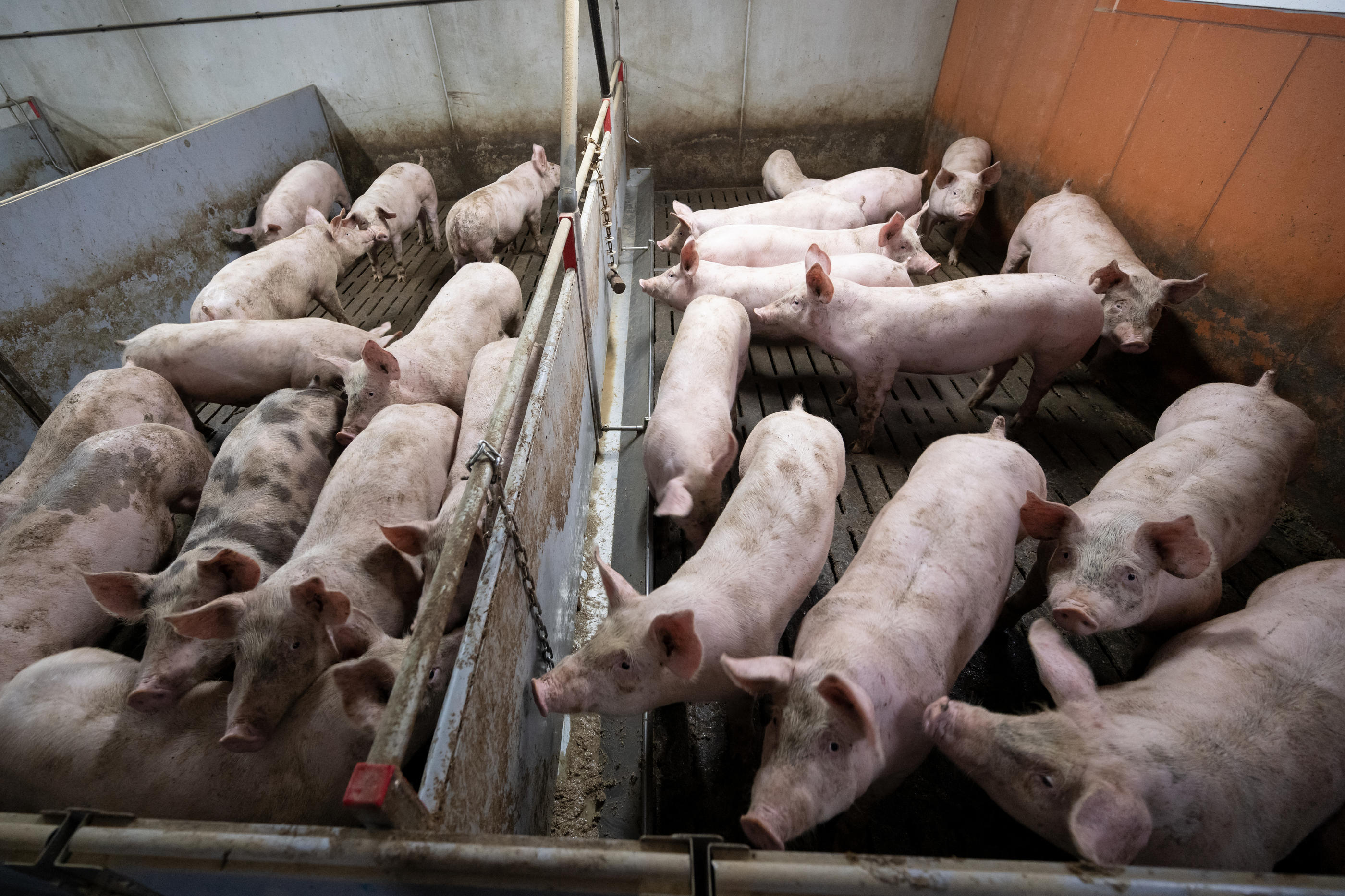 En France, 95 % des élevages intensifs coupent la queue des cochons pour éviter qu'ils se mordillent entre eux, alors qu'une directive européenne de 1991 l'interdit. AFP/Bertrand Guay