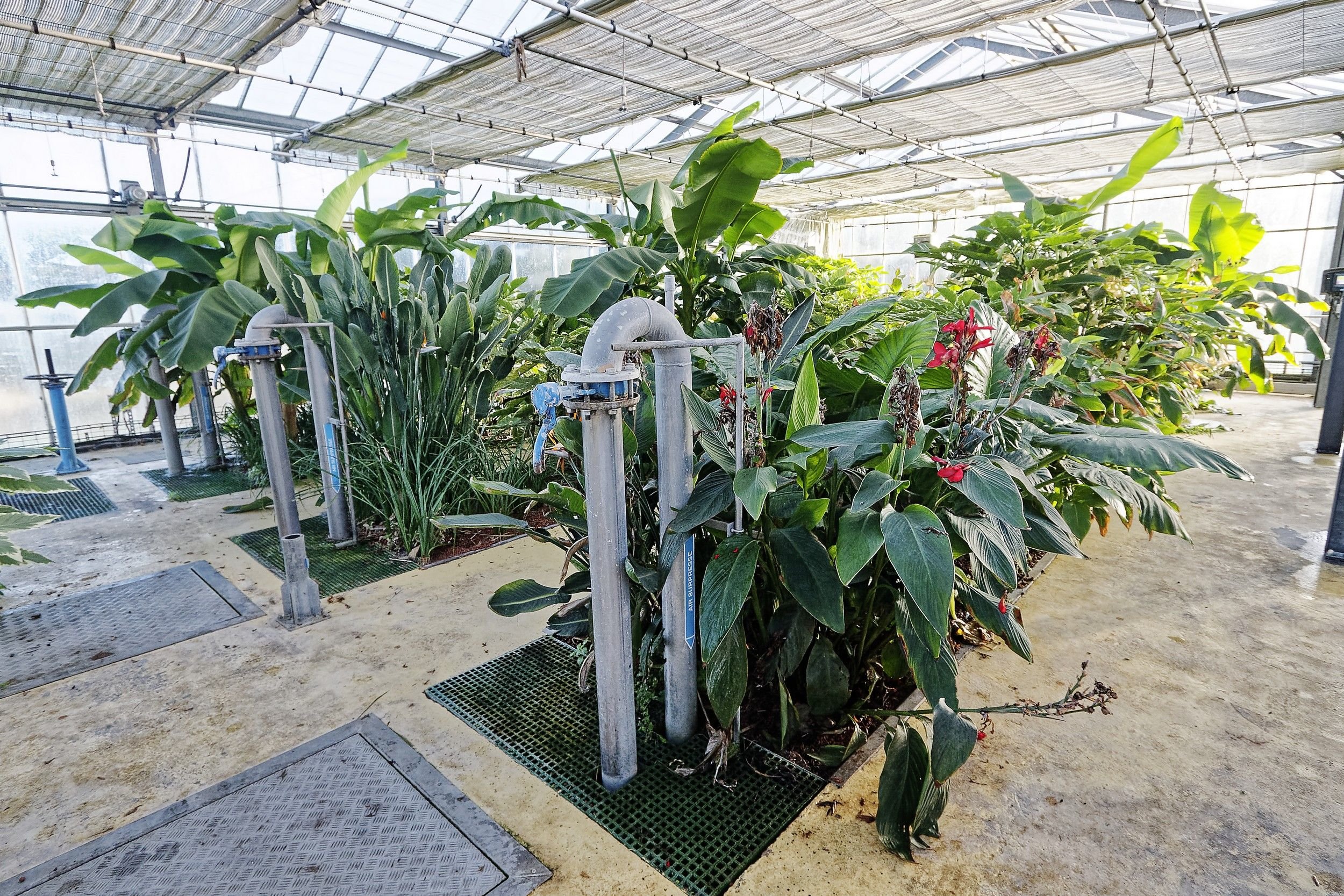 Les plantes exotiques ont les racines dans les effluents de la station d'épuration. #PRESSE30