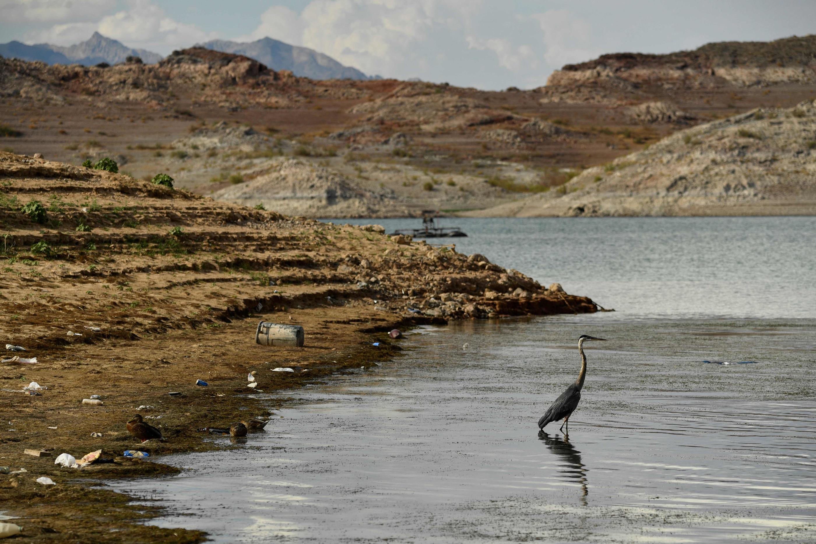 Une photo prise le 19 juillet 2021 montre un oiseau qui se tient dans l'eau parmi les ordures et les débris, visibles pendant les faibles niveaux d'eau en raison de la sécheresse à la marina de Lake Mead sur le fleuve Colorado.