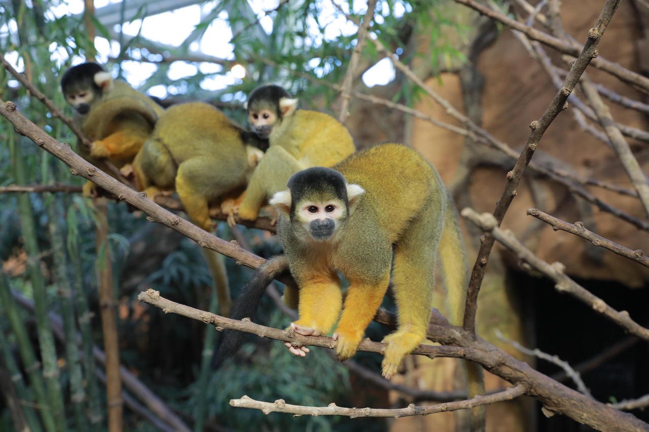 Après la disparition de 14 saïmiris de Bolivie, aussi appelés singes-écureuils ou sapajous, dans un zoo du Var, cinq ont été retrouvés, dont un dans l'Oise. Deux autres pourraient également se trouver sur le territoire de l'ancienne région Picardie. LP/Philippe Lavieille