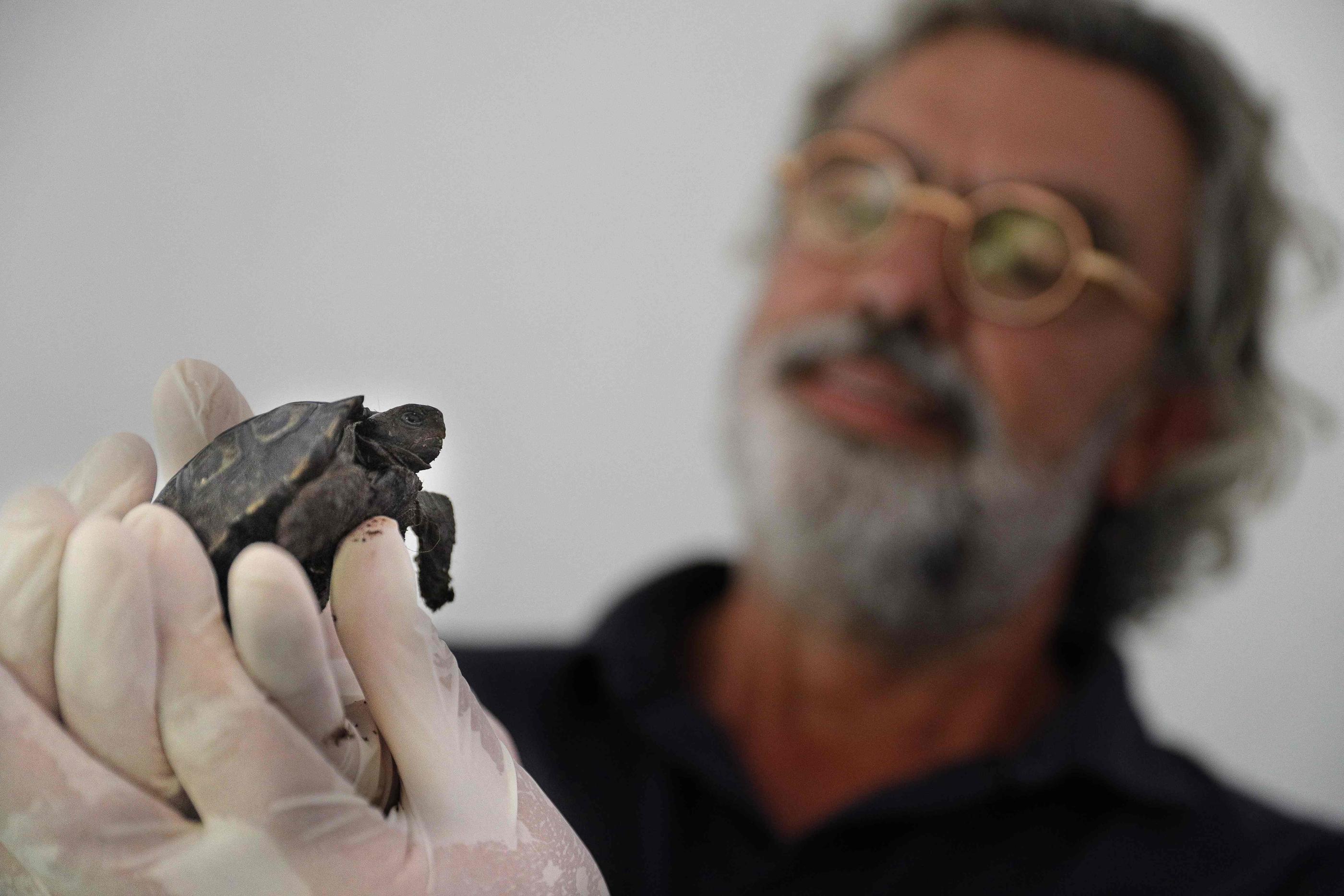 Pour l'instant Darwin « ne  pèse 90 g, loin des 160 kg de son papa et des 100 kg de sa maman, elle mesure 18 cm », explique le vétérinaire Pierre Moisson, directeur de la cité des tortues A Cupulatta, en Corse. AFP/Pascal POCHARD-CASABIANCA.