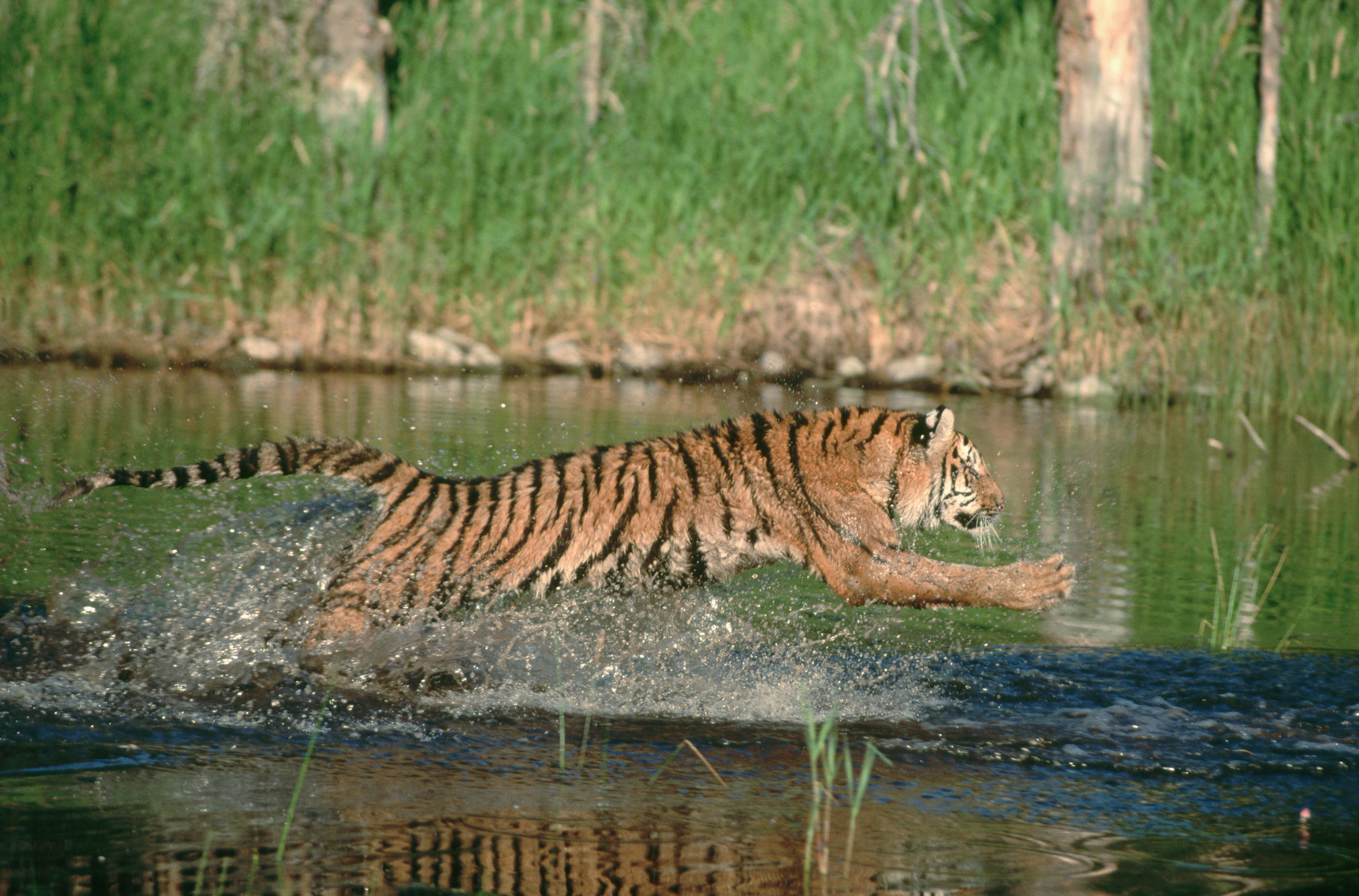 D'après l'étude de l'Ifremer et de l'université de Lausanne, le tigre de Sibérie fait partie des animaux les moins affectés par les conditions météorologiques extrêmes. GETTY IMAGES/Joe McDonald
