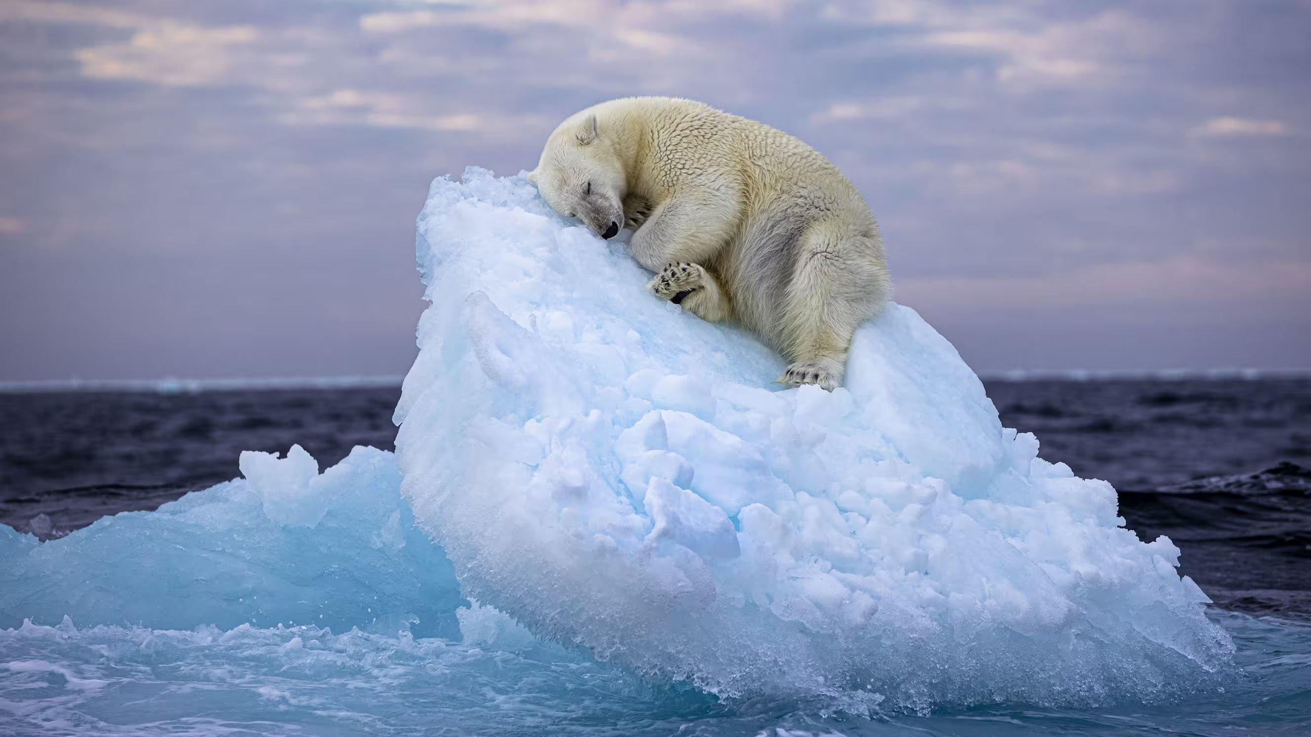 Ce cliché d'un ours polaire, tellement symbolique du réchauffement climatique, vient d'obtenir le prix du public du dernier Wildlife Photographer of the Year, concours annuel organisé par le Musée d’histoire naturelle de Londres. Nima Sarikhani/Wildlife Photo