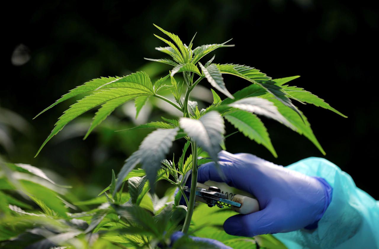 <b></b> Illustration. 1 700 pieds de cannabis ont été retrouvés par les enquêteurs dans des pavillons d’Ile-de-France.