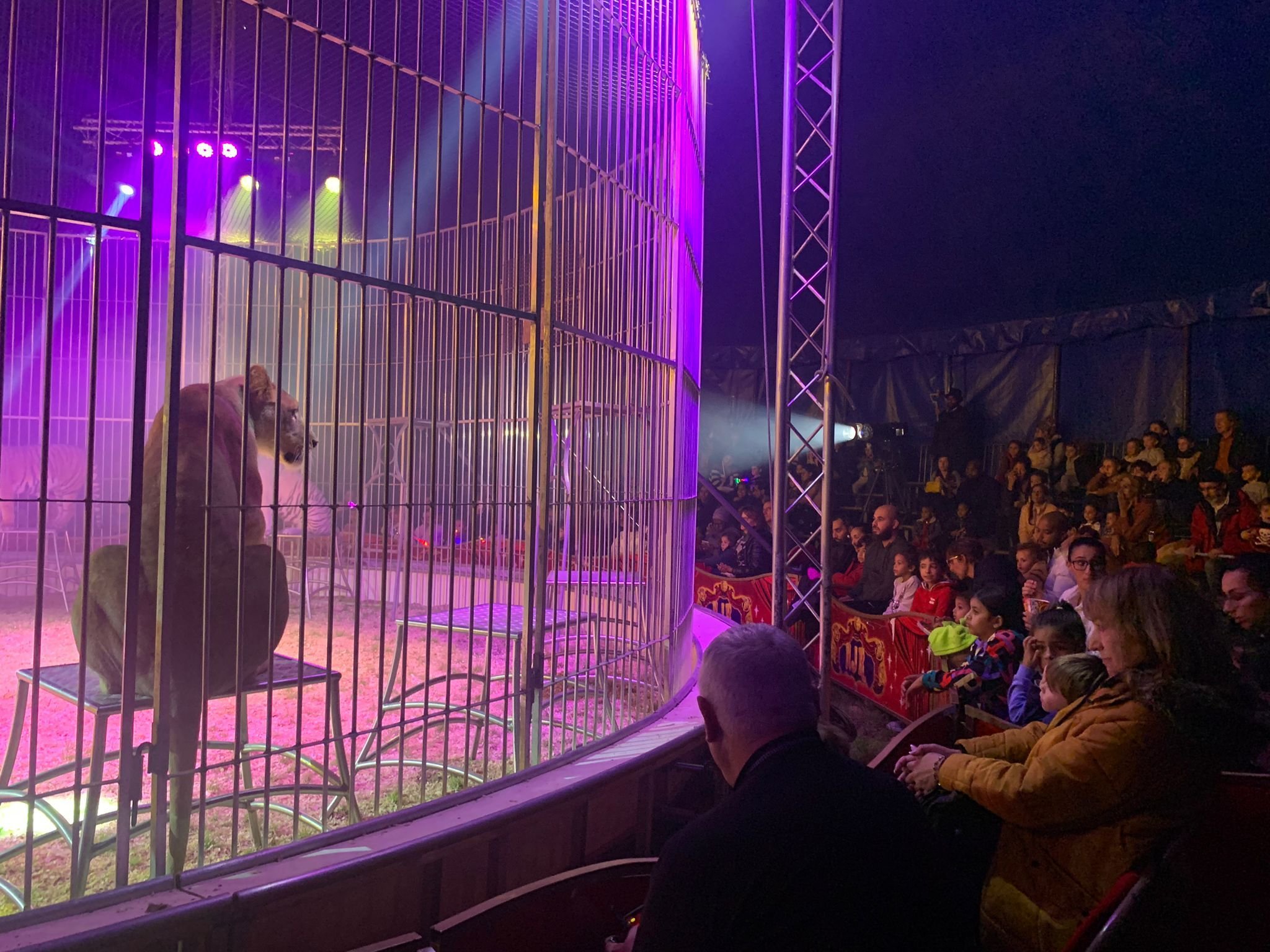 Argenteuil, mercredi 25 octobre. Le spectacle du cirque de Rome débute par une représentation des cinq fauves détenus par la compagnie. LP/C.D.