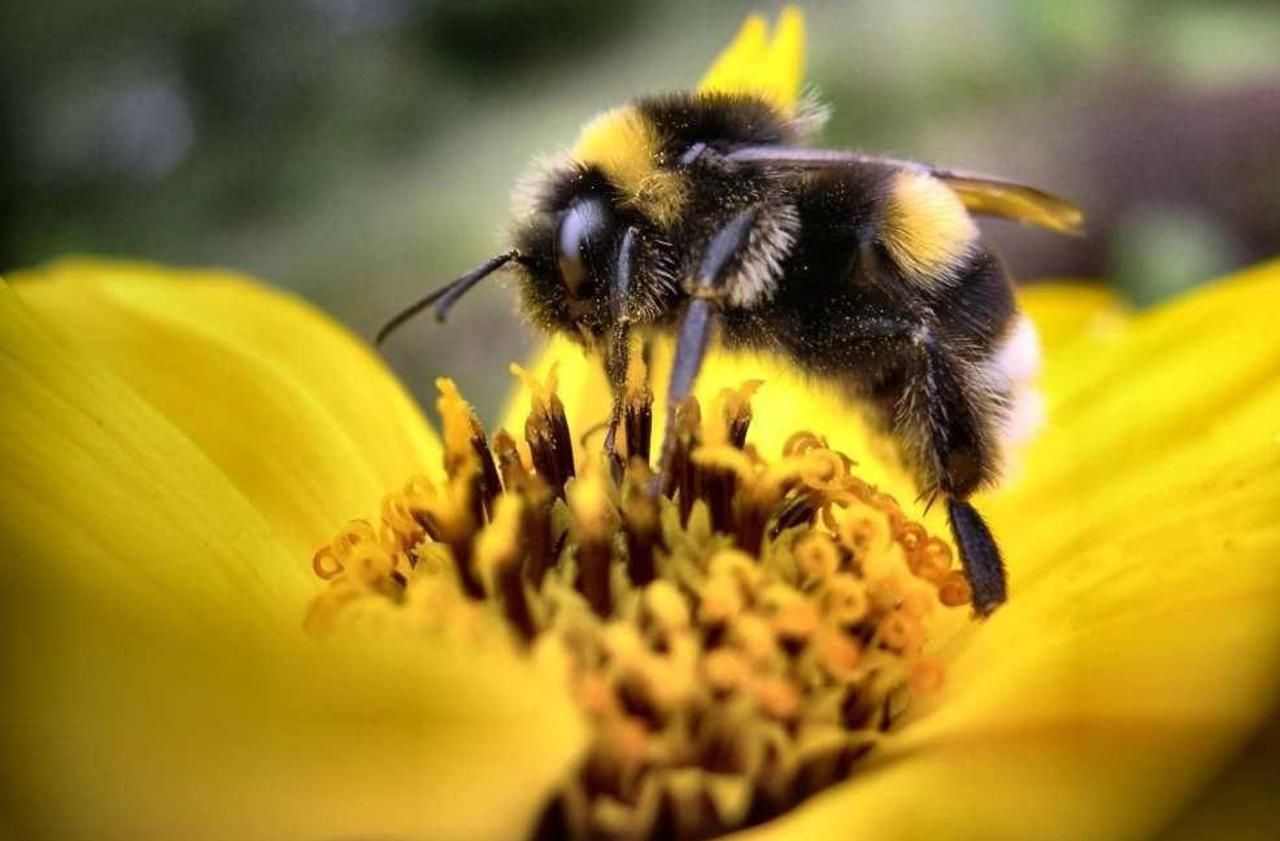 Ile-de-France : pesticides, famine... contre le déclin des abeilles, «on a les moyens d'agir»