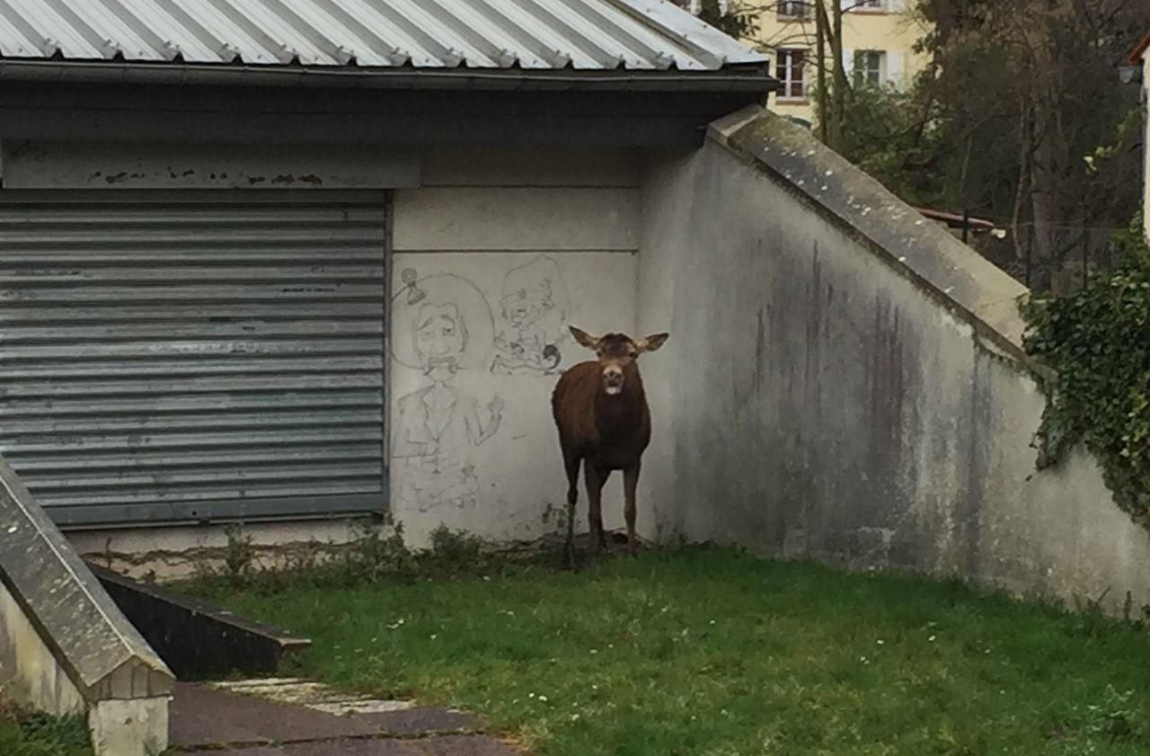 <b></b> Pont-Sainte-Maxence, ce samedi. L’animal, qui n’était pas blessé, est resté calme.