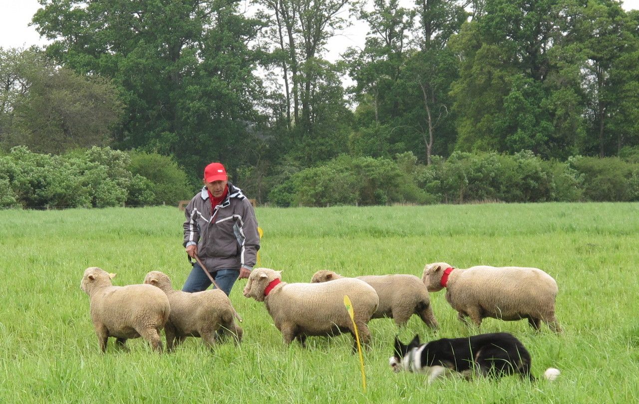 <b>Rambouillet, samedi après-midi.</b> La bergerie nationale accueille jusqu’à lundi un concours de chiens de berger qualificatif pour les Championnats d’Europe de la spécialité. Ici, un face-à-face entre un Border Collie et les moutons, sous le regard de son maître. 