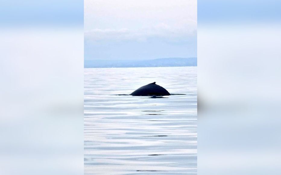 La baleine a été observée par les gendarmes de la brigade nautique de Ouistreham, dimanche 10 mars 2024, au large de Hermanville-sur-mer. Gendarmerie du Calvados