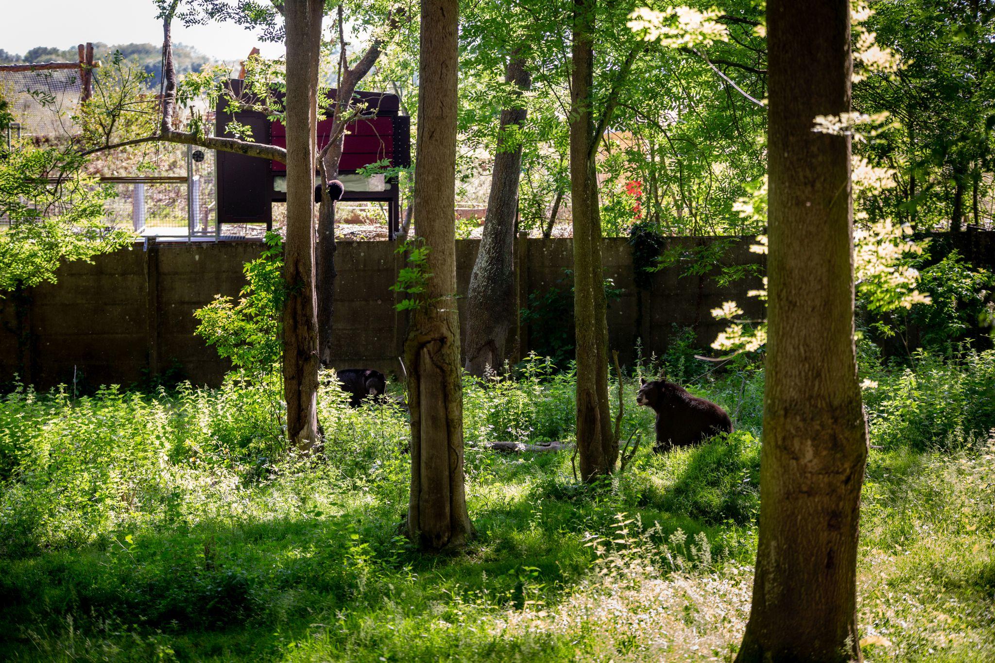 Zoo de Thoiry (Yvelines). Passer une nuit dans une tanière, au plus près des animaux, est possible tous les jours jusqu’au 7 novembre, puis les week-ends de décembre et durant les vacances de Noël. DR