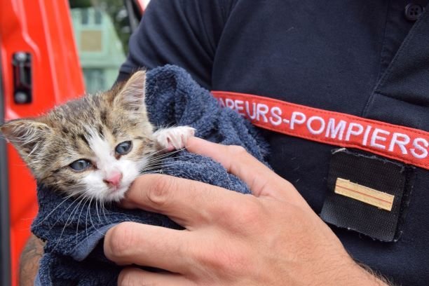 Sarcelles (Val-d'Oise). Coincé dans un bouche d'égout avenue du Maréchal-Pierre-Koenig, ce chaton a été sauvé par les pompiers grâce à un filet. Sdis95