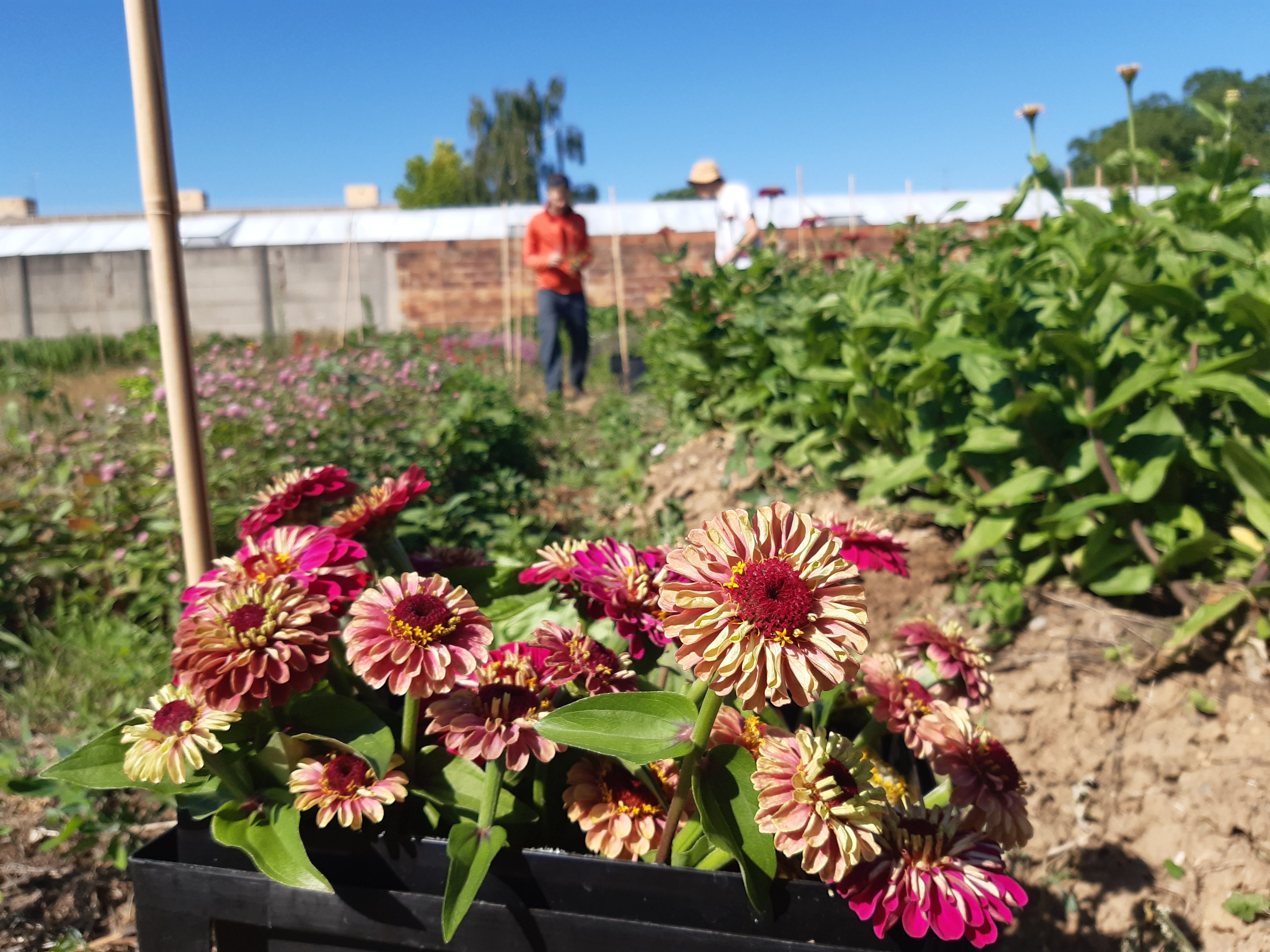 Ils font tout à la binette» : cueillies le matin, leurs fleurs 100