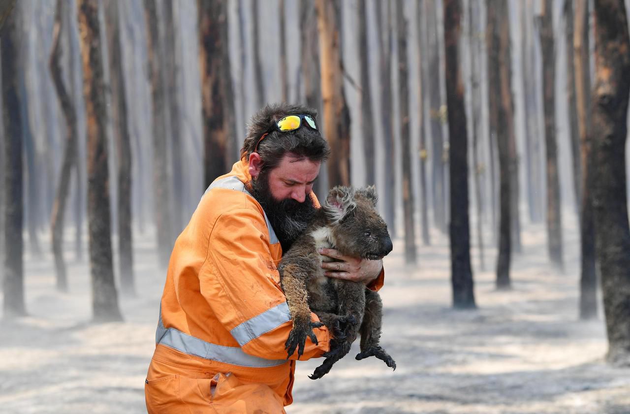 Ces koalas se câlinant dans un parc australien sont vraiment