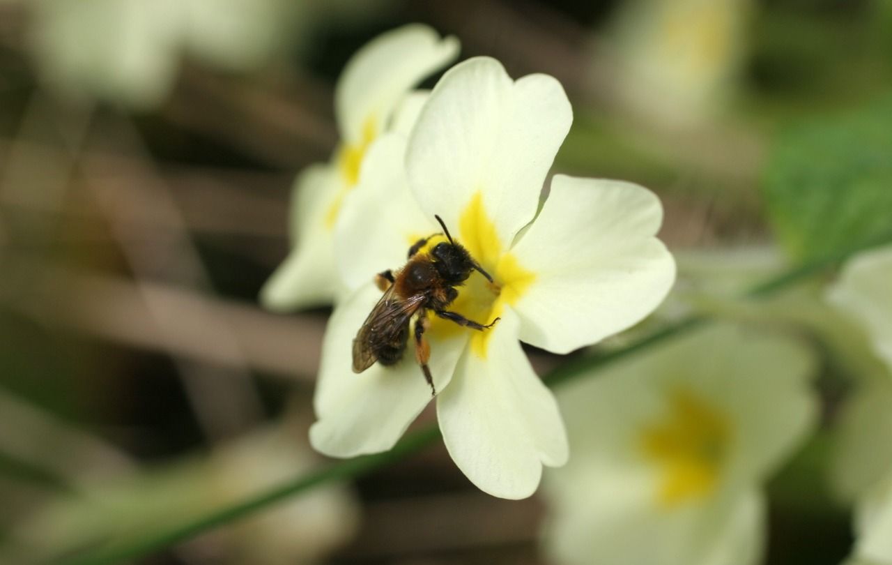 <b>Illustration.</b> L’association Che fous d’che bêtes entend faire prendre conscience aux visiteurs de l’importance qu’ont les abeilles. 