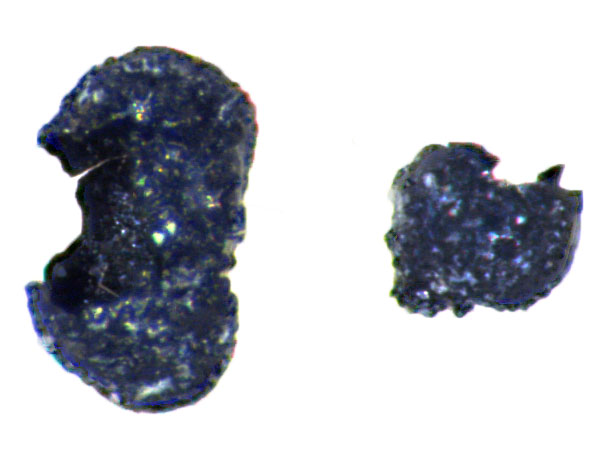 Des résidus d'une graine de tabac carbonisée, découverte dans l'Utah. Angela Armstrong