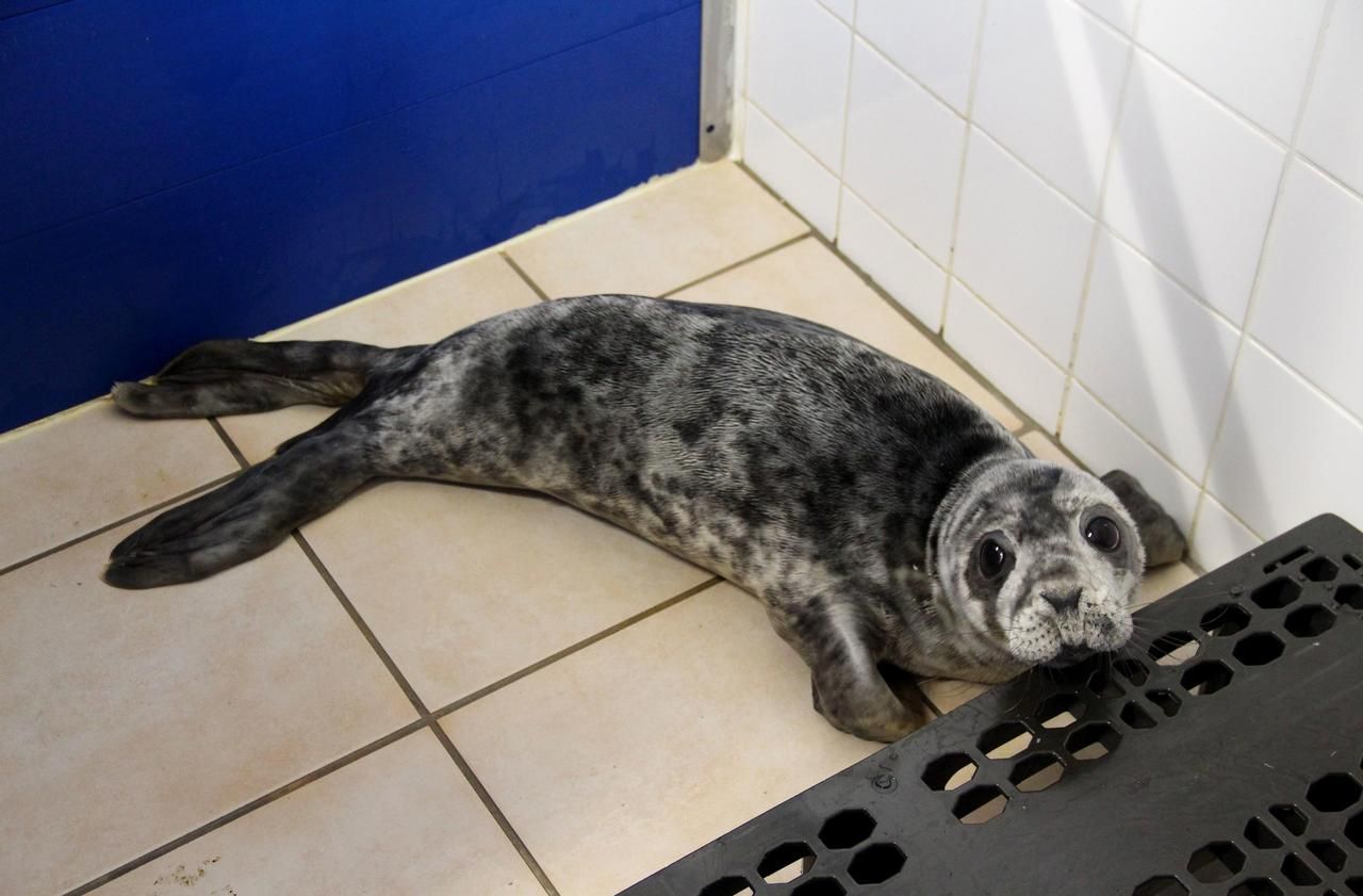 Des Bebes Phoques Se Requinquent A L Oceanopolis De Brest Le Parisien