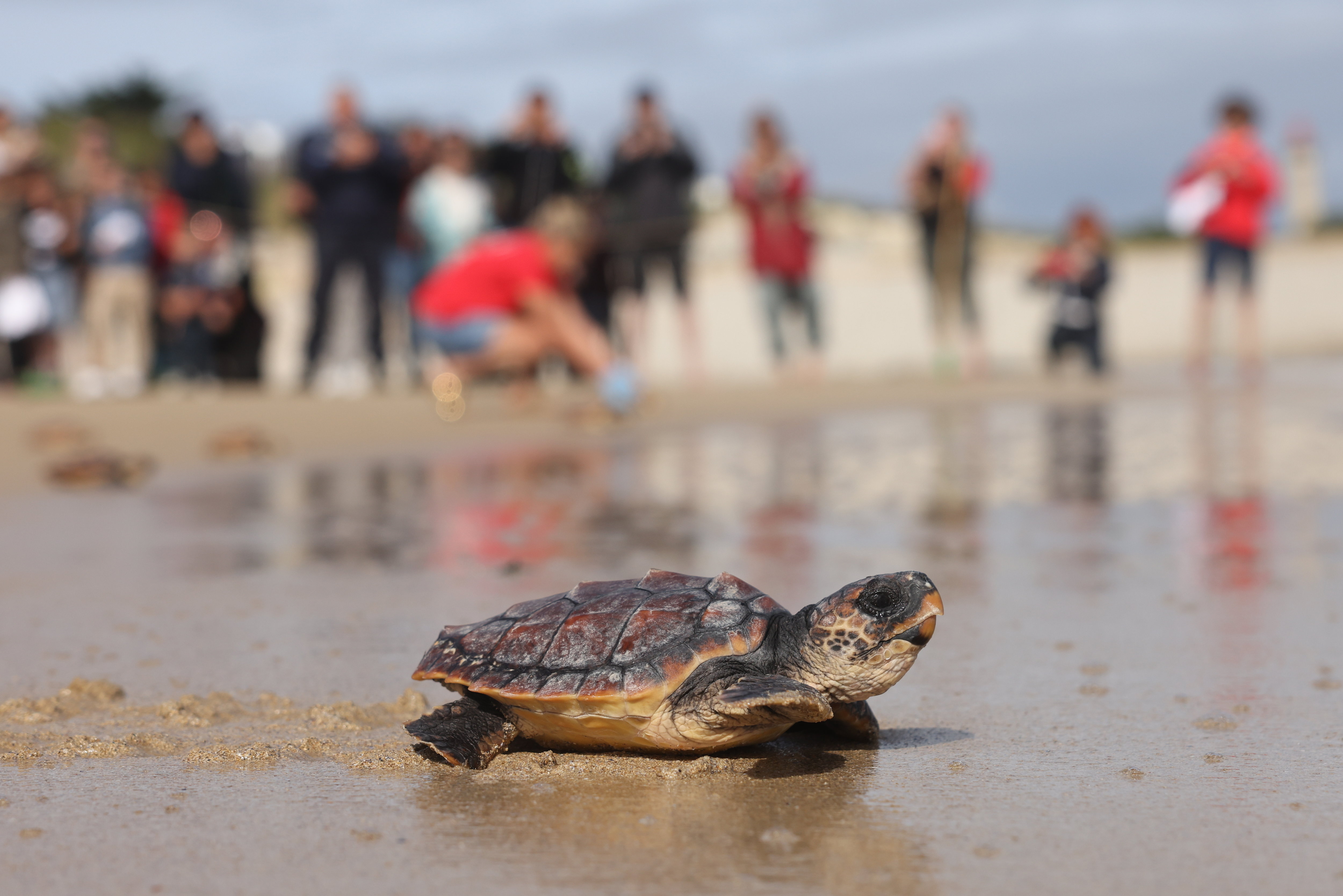 Ce lundi, 65 tortues ont été remises à la mer sur la plage de la Conche des baleines, au nord-ouest de l’île de Ré (Charente-Maritime). LP/Arnaud Journois