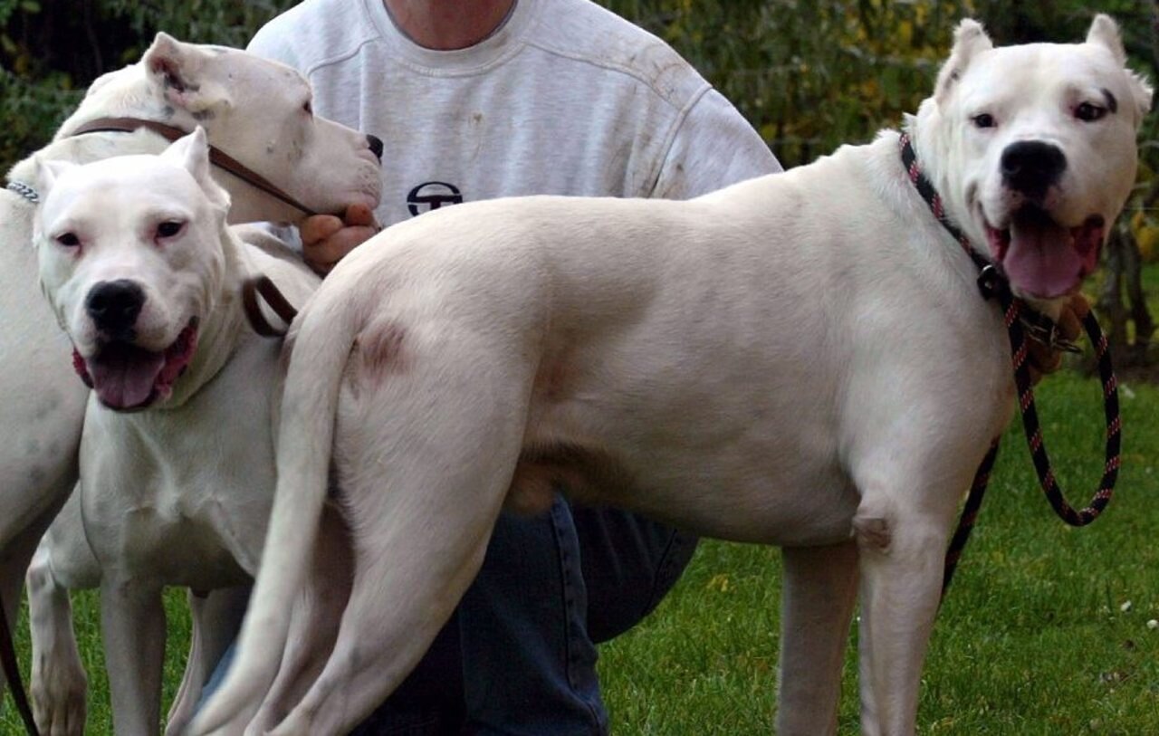 Illustration. Le dogue argentin est un chien blanc de grande taille, pouvant peser jusqu’à 45 kg pour un mâle et doté une mâchoire puissante. Le Parisien