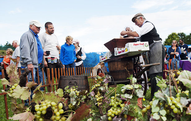 Parc du Sausset. Les vignes du parc produisent un vin blanc et un vin rouge, issus d'un cépage chardonnay pour le premier et d'un pinot noir pour le second. DR