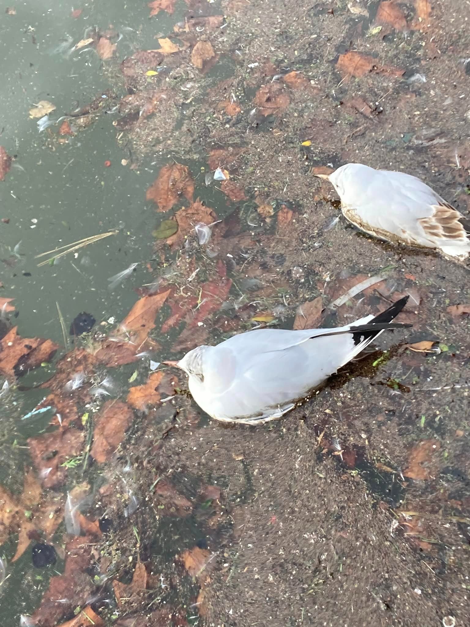 Montigny-le-Bretonneux, ce jeudi. Des mouettes mortes de la grippe aviaire ont été photographiées par une promeneuse. DR