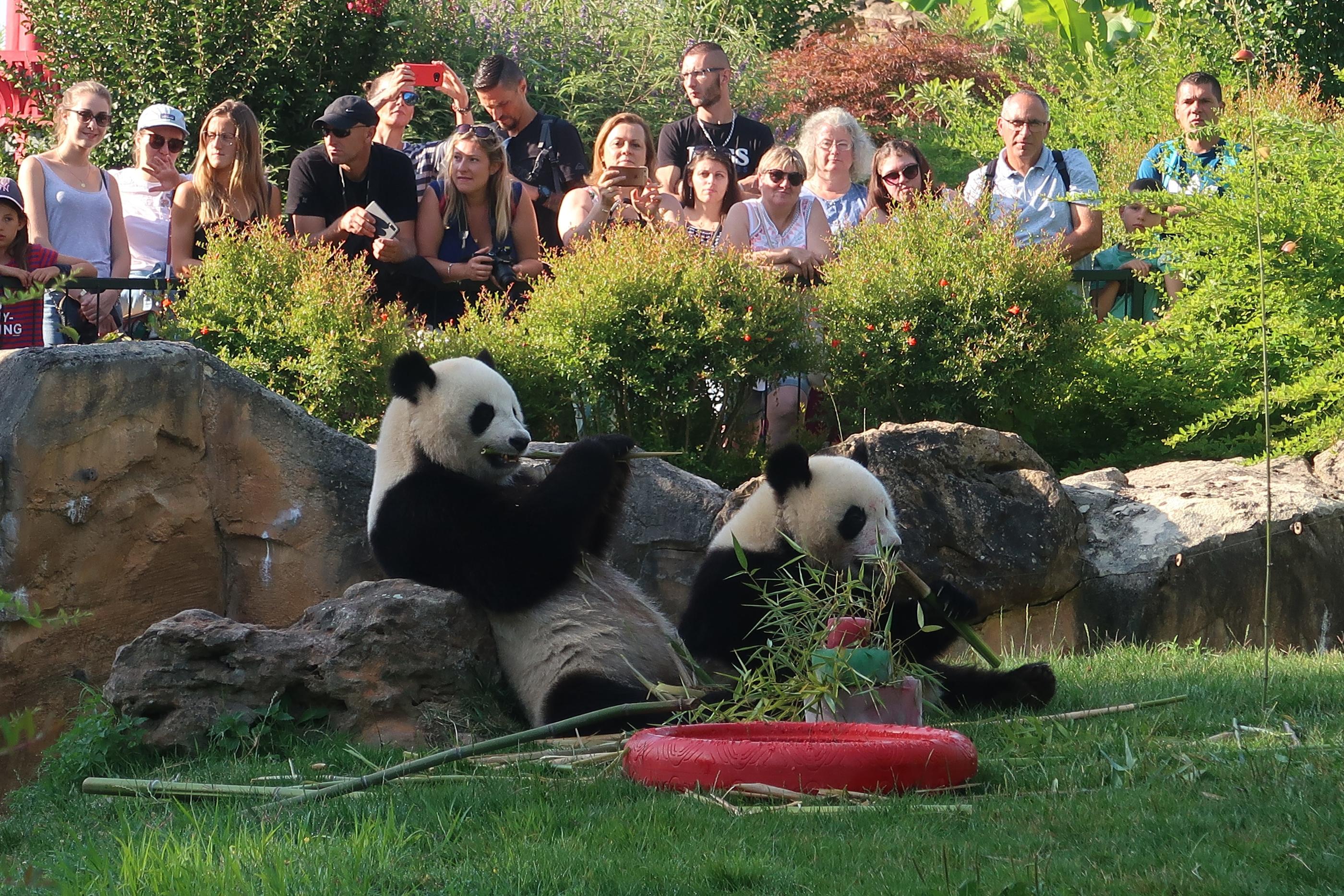 Saint-Aignan (Loir-et-Cher) en 2019. Yuan Meng fêtait ses 2 ans au zoo de Beauval. C'est le premier panda né en France. Il s'envolera vers la chine le 4 juillet. PHOTOPQR/LA NOUVELLE REPUBLIQUE/ CATHERINE SIMON