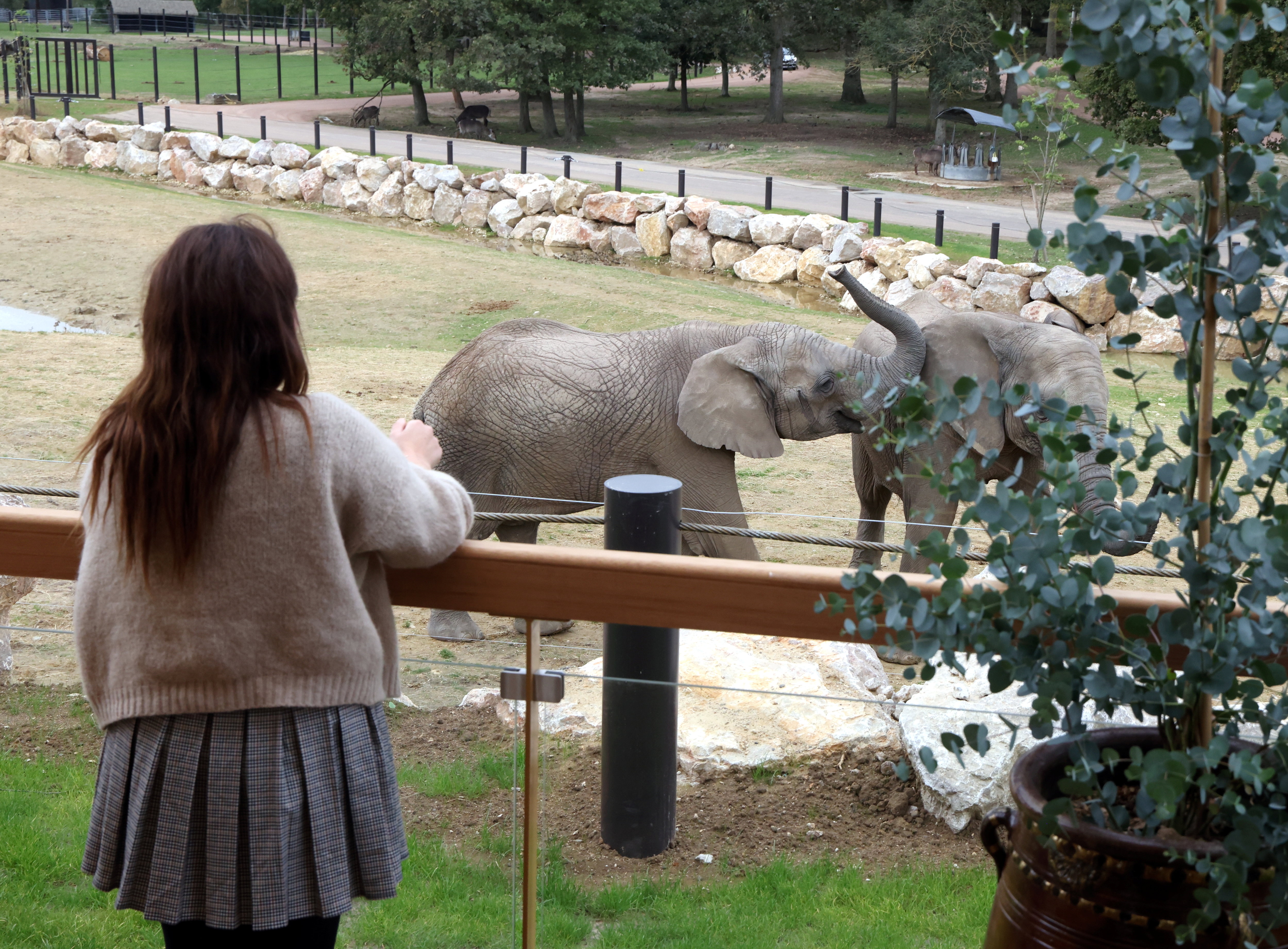 Zoo de Thoiry (Yvelines). Les logements se situent en surplomb des pachydermes, ce qui permet de les voir... en toute sécurité. LP/Jean-Baptiste Quentin