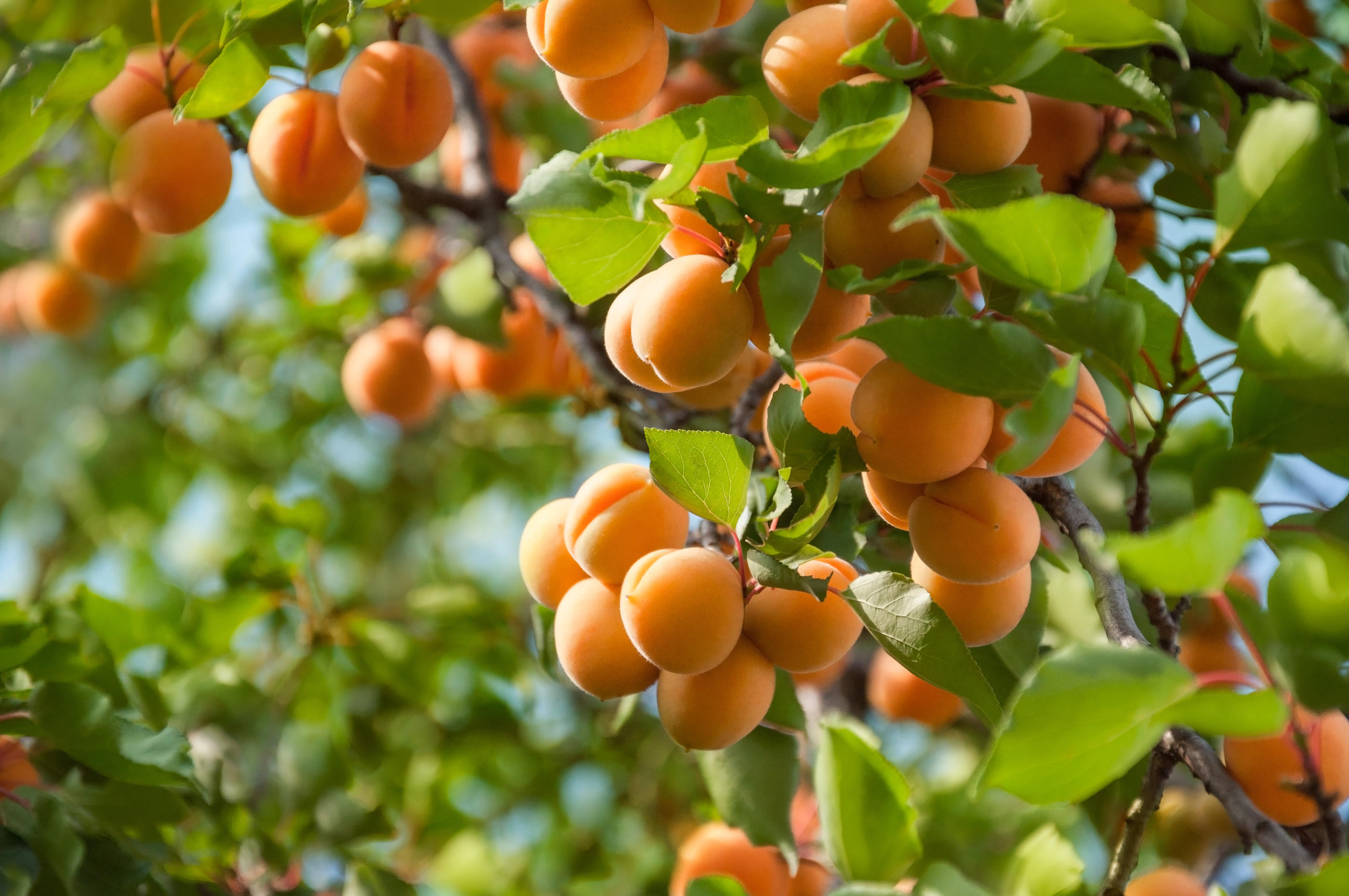 «D’ici la deuxième partie du XXIe siècle, on ne pourra plus cultiver l’abricot bergeron là où on le fait aujourd’hui, par exemple dans la vallée du Rhône», affirme  l’agroclimatologue Serge Zaka. Istock